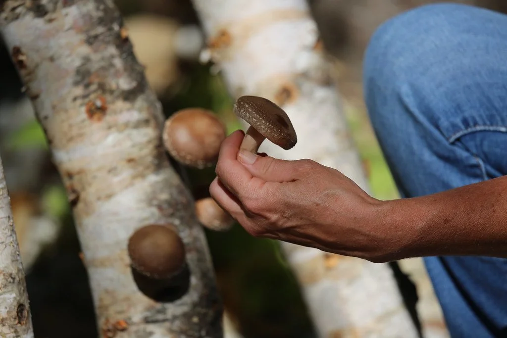 A person holding a brown mushroom near birch logs with more mushrooms growing on them.