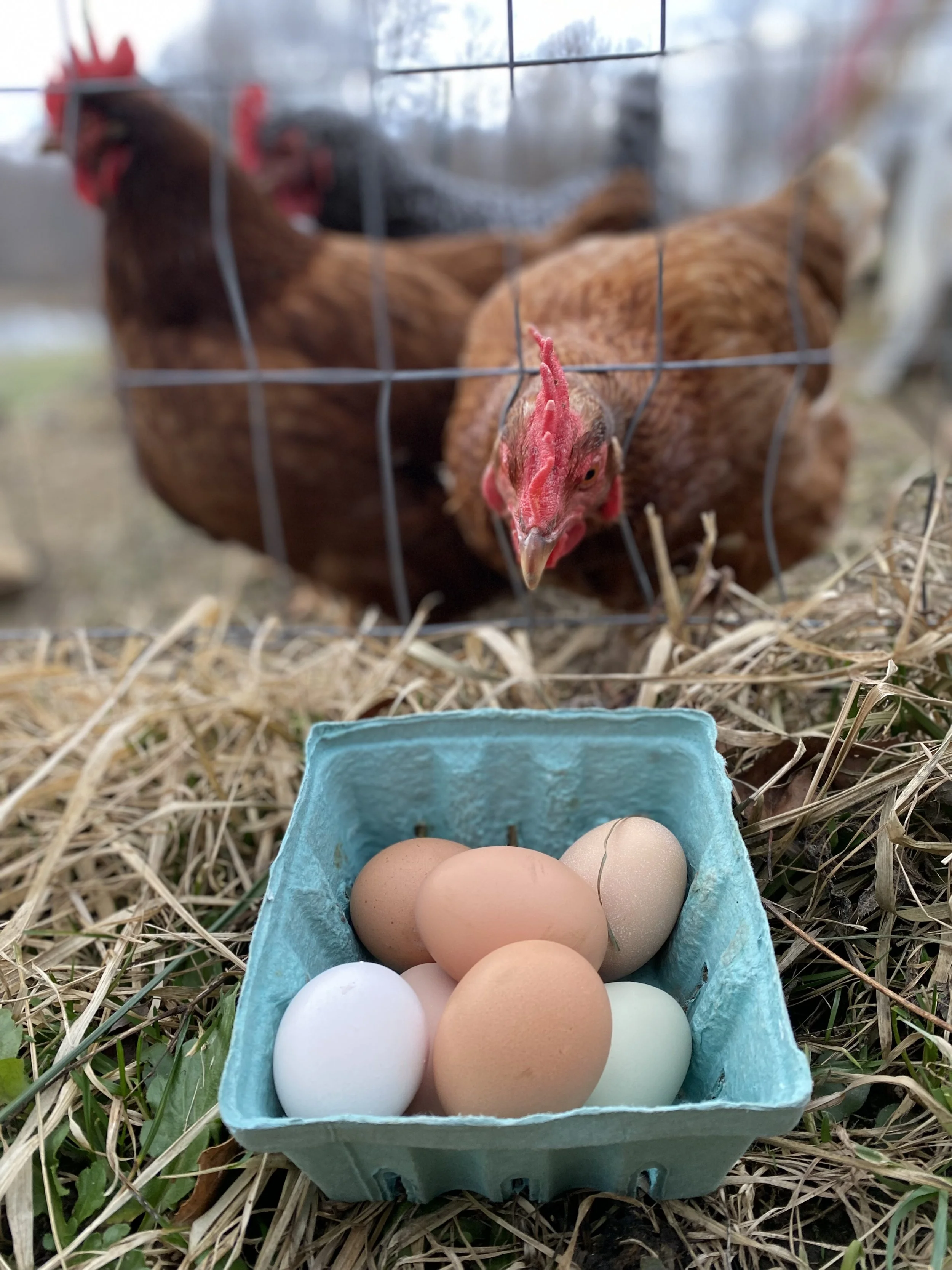 A carton of Overstory Farm's mixed colored eggs with a happy hen.