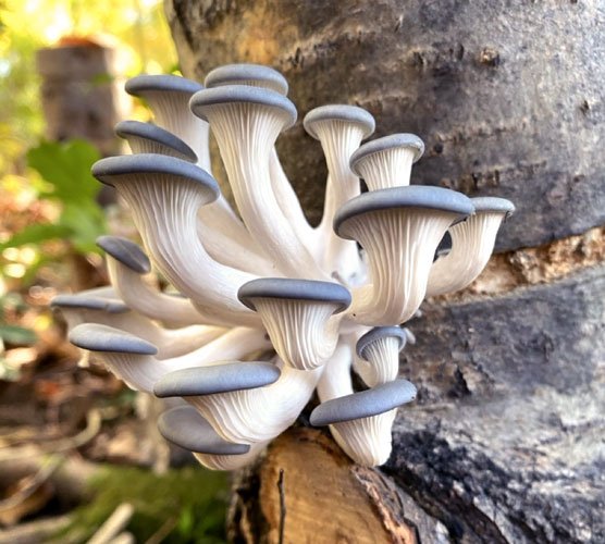 Overstory Farm's cluster of delicate oyster mushrooms growing from mushroom log