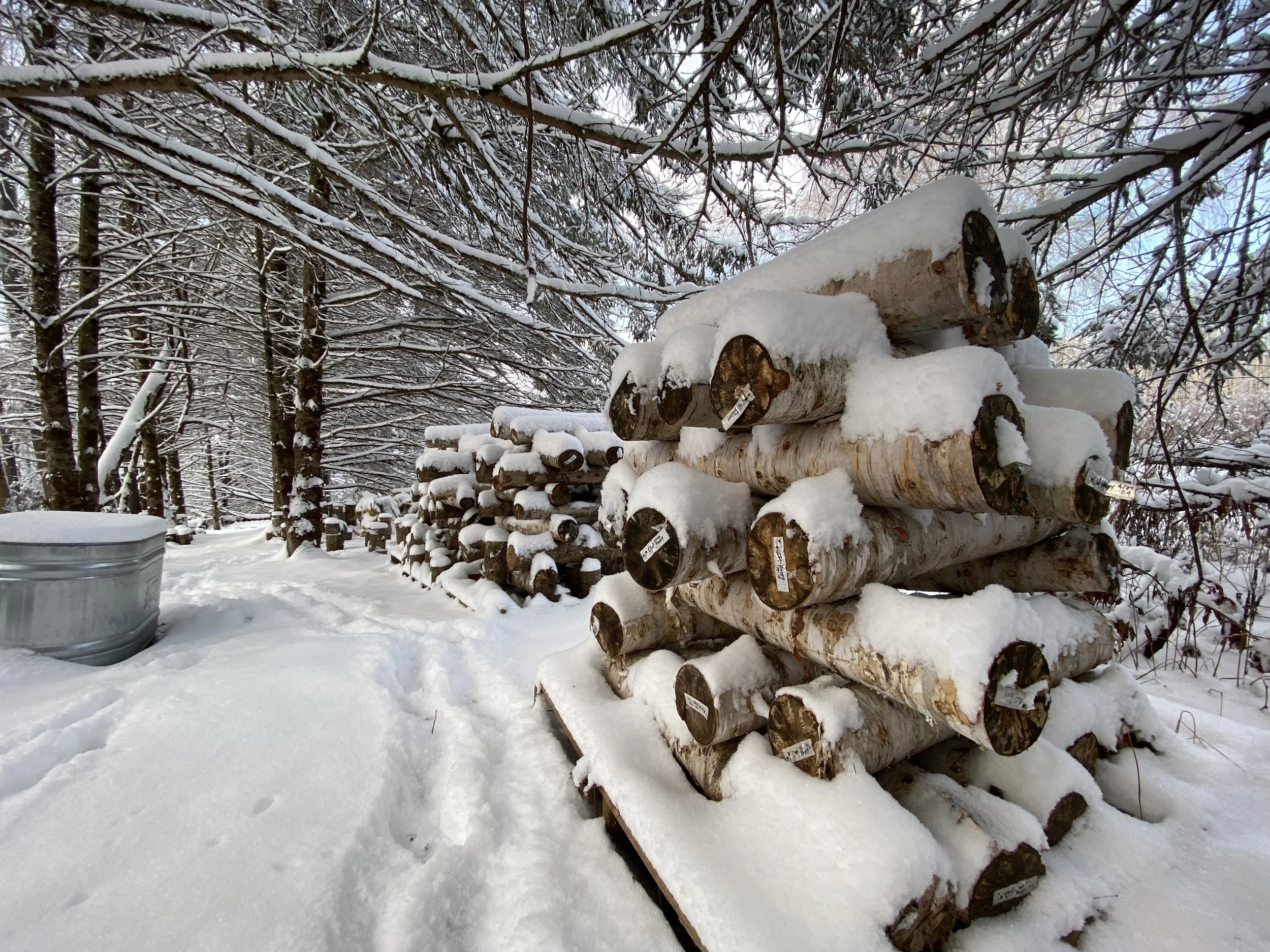 Stacked firewood logs covered in snow in a winter forest with snow-covered ground and trees.
