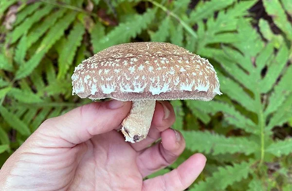 Overstory Farm fresh shiitake mushroom with speckled cap