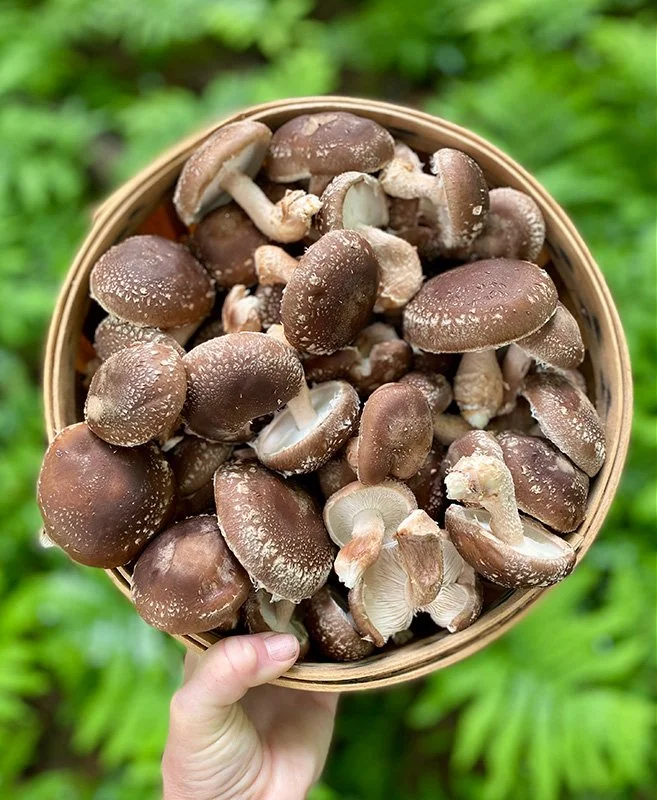 Abundant and fresh shiitake mushroom harvest by Overstory Farm