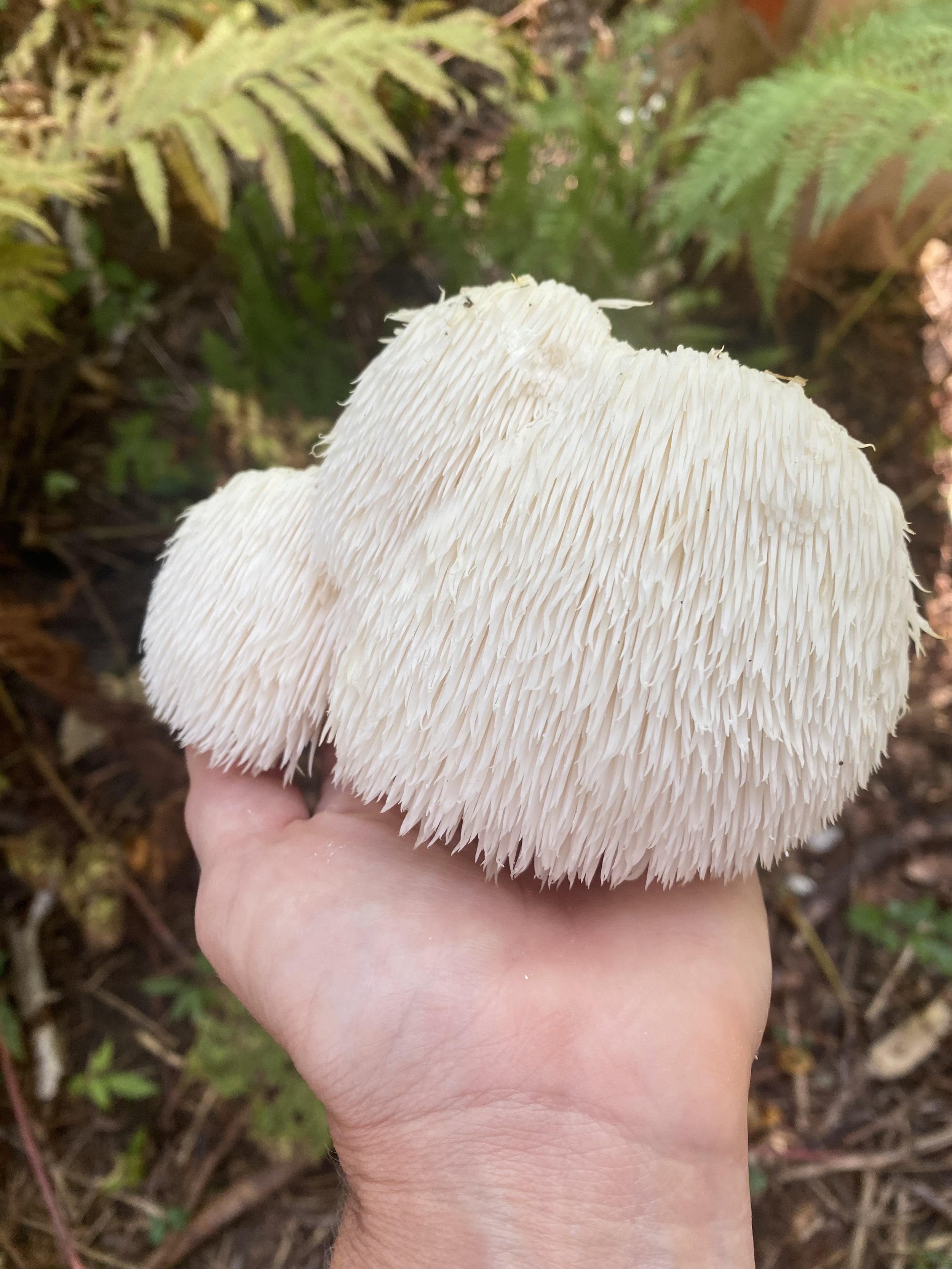 Person holding a large, white, spiky mushroom with a forest floor background.