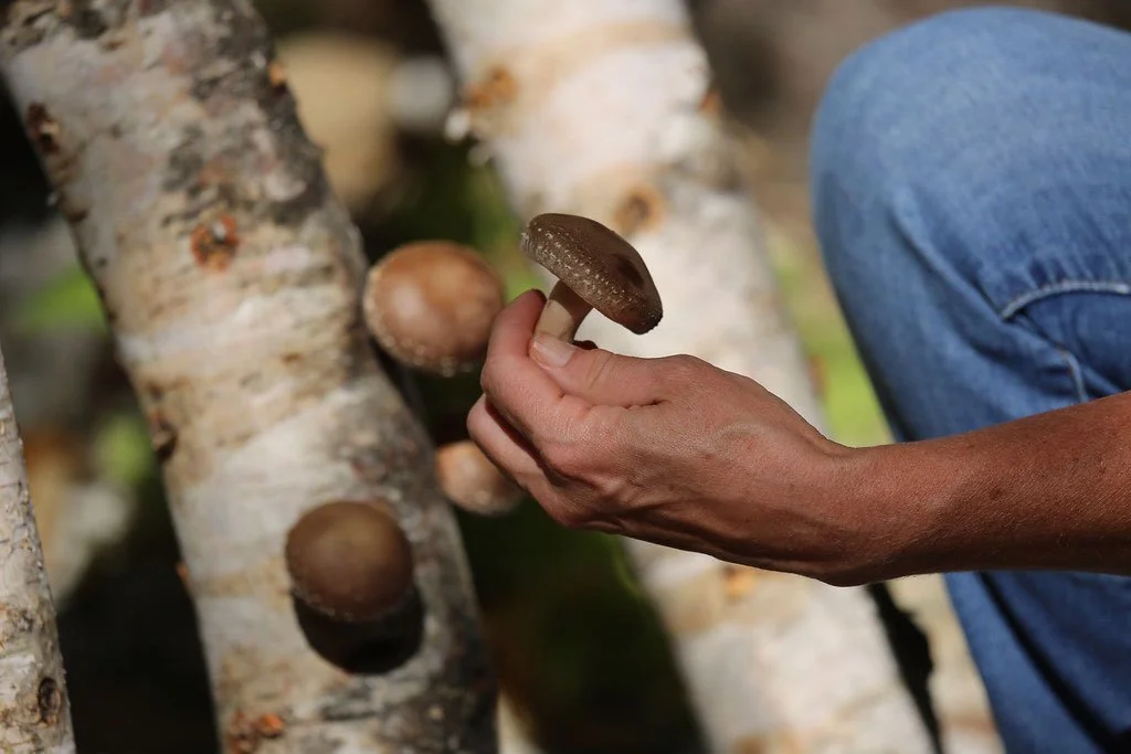 Close-up of hand holding a fresh shiitake mushroom in forest farm
