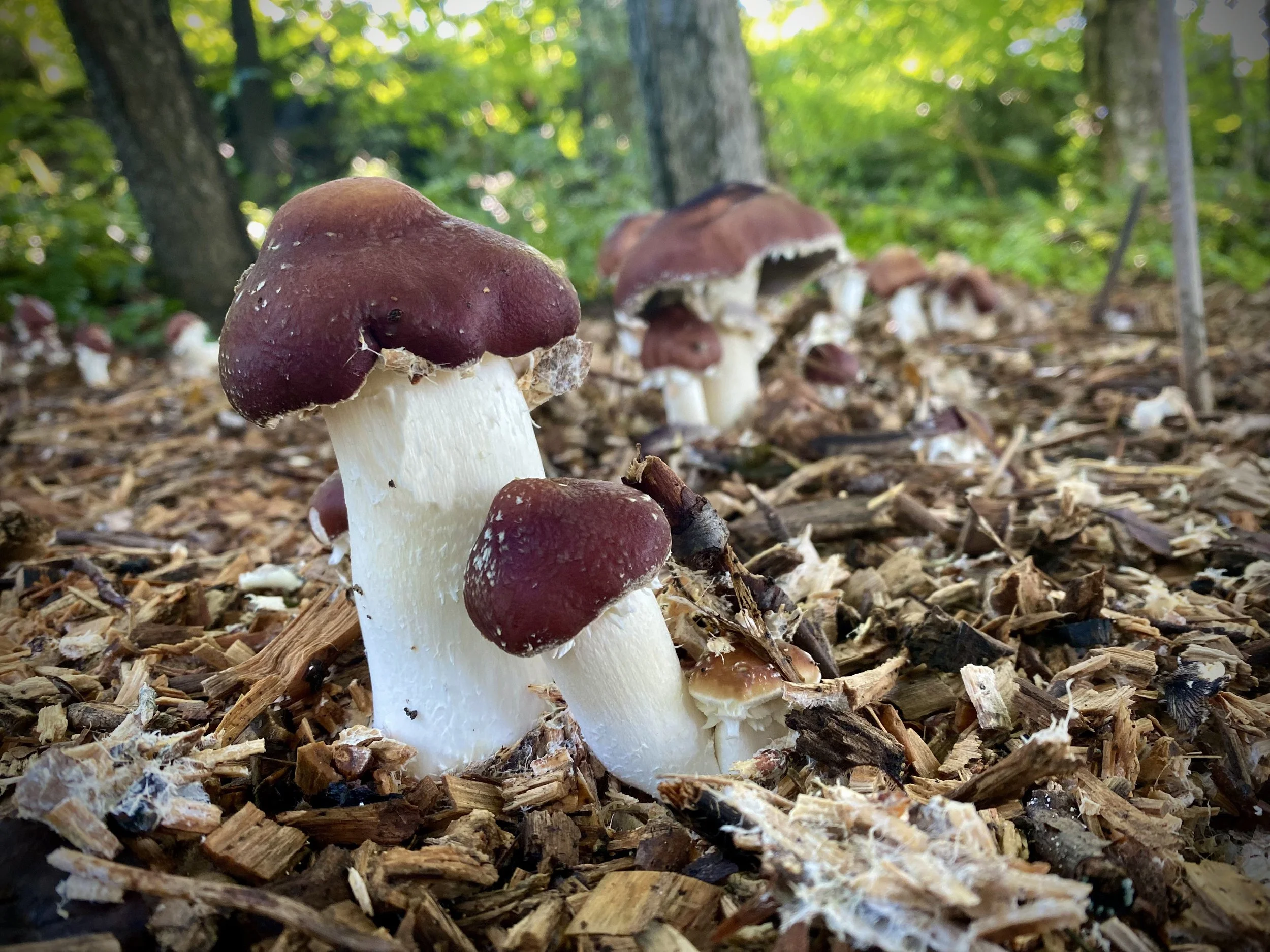 Close-up of wine cap mushrooms cultivated in a bed of wood chips.