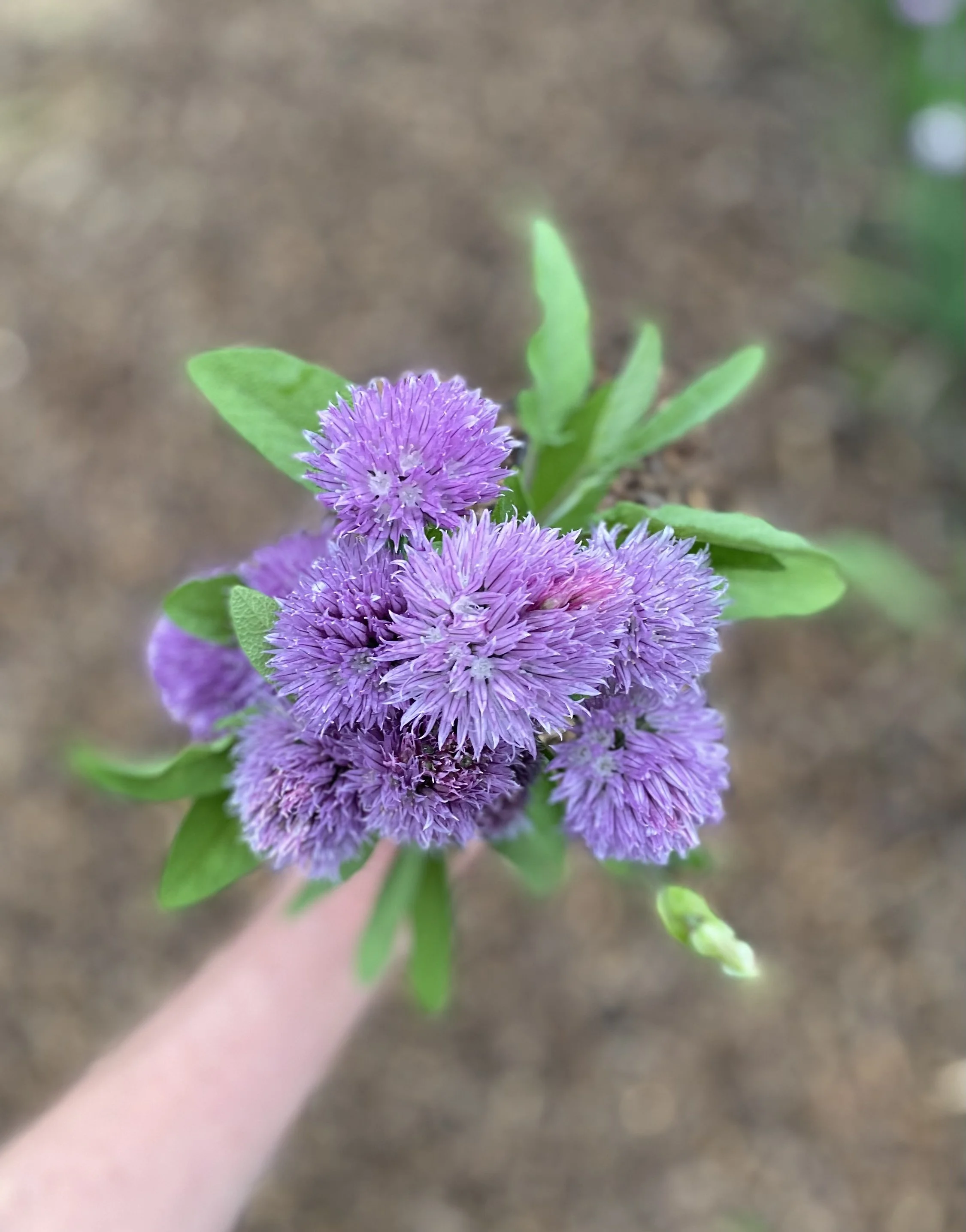 Close-up of purple wildflowers with green leaves against a blurred background.