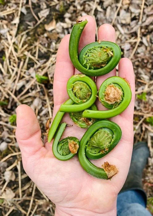 Fresh bunch of fiddlehead ferns showcasing variety of size and color