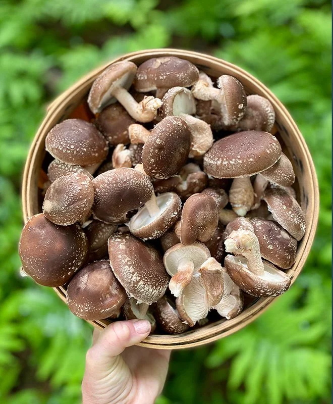 Fresh shiitake mushrooms in harvest basket
