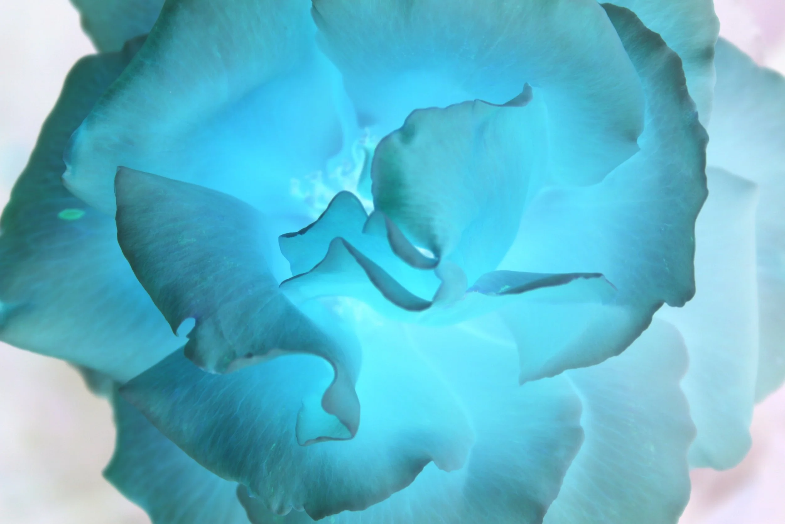 Glowing Rose.jpg