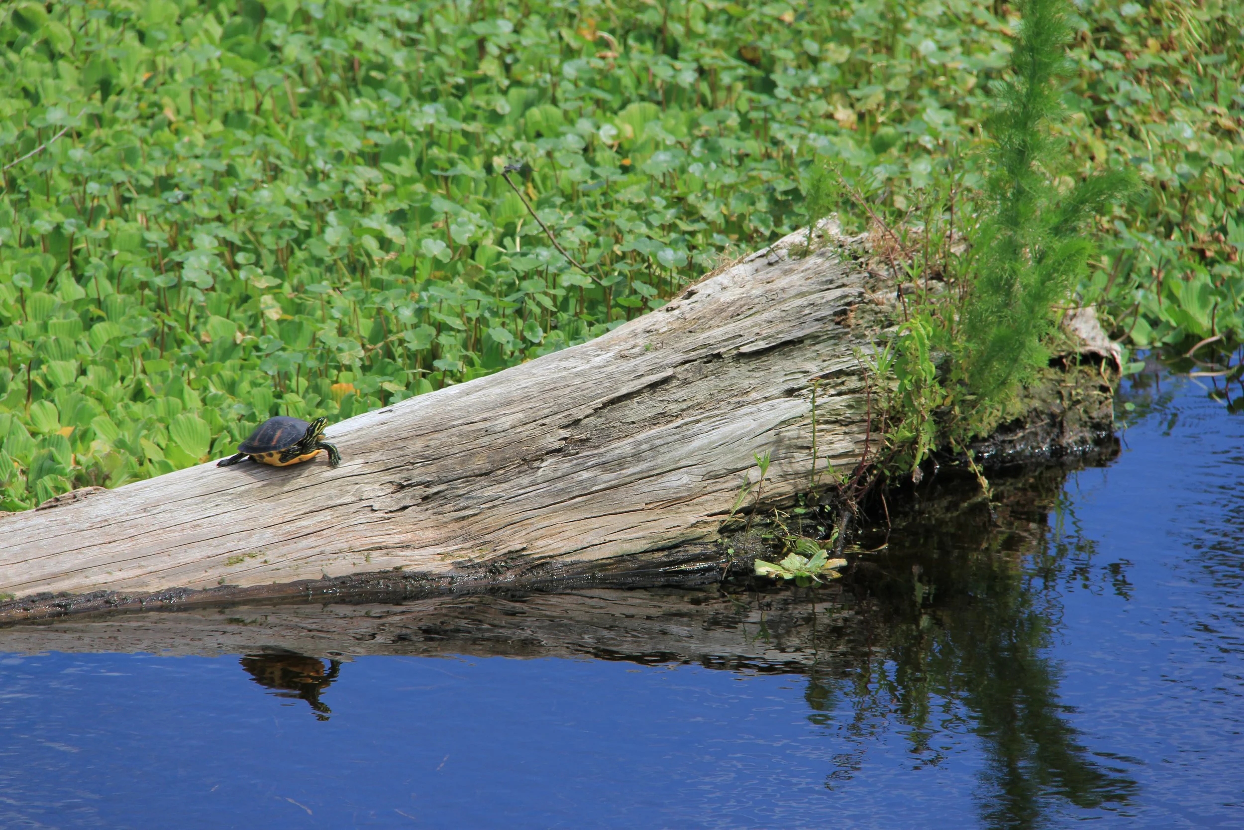 Yellow Bellied Slider Turtle