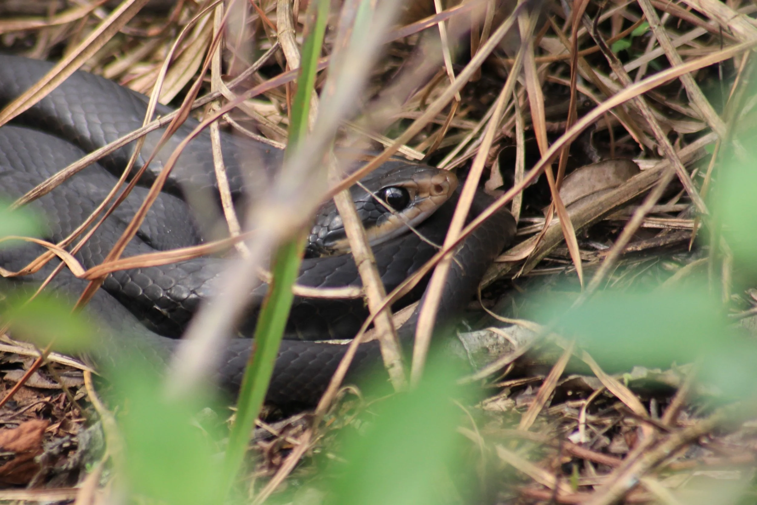 Black Racer Snake
