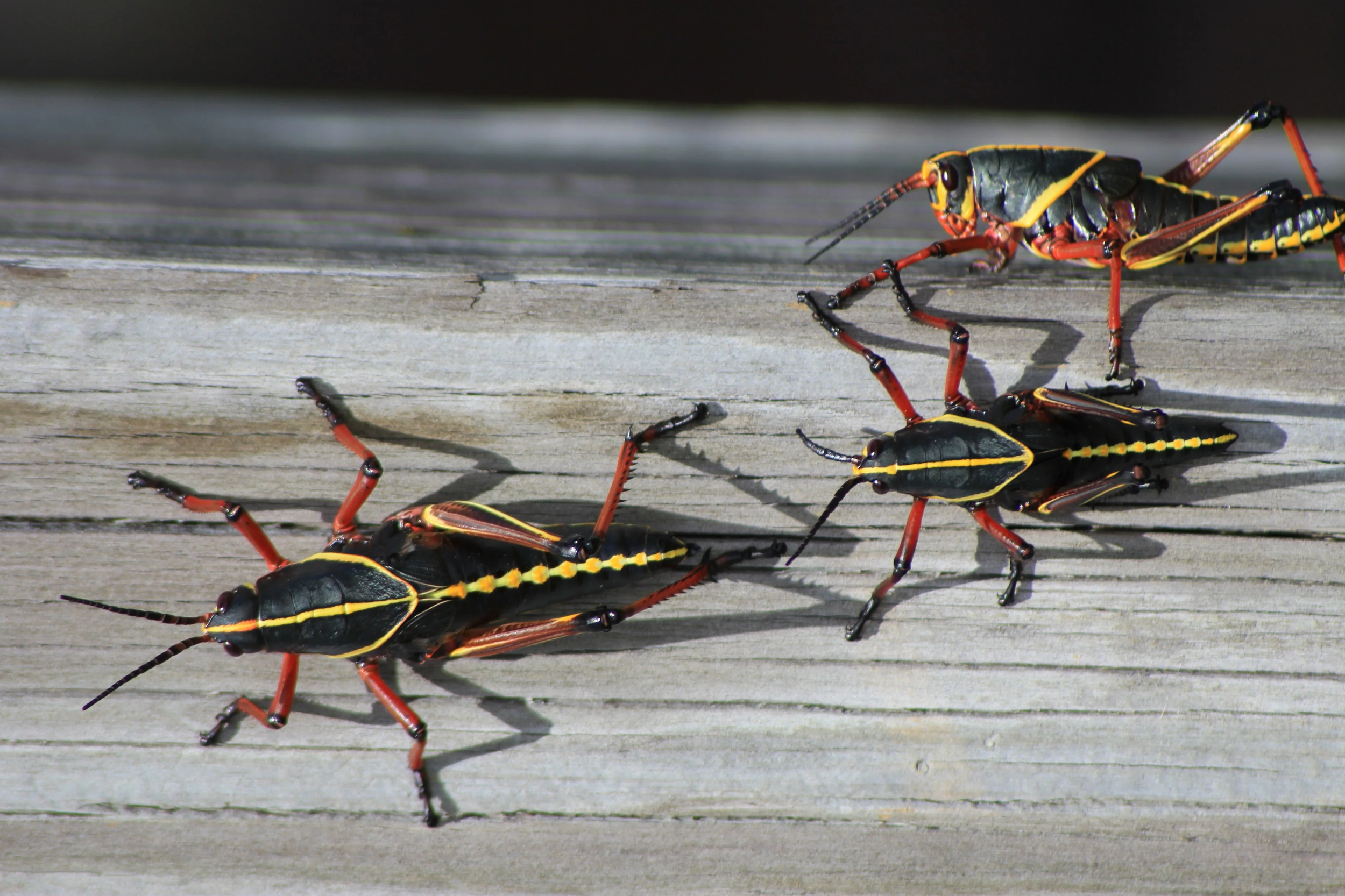 Eastern Lubber Grasshopper Nymphs