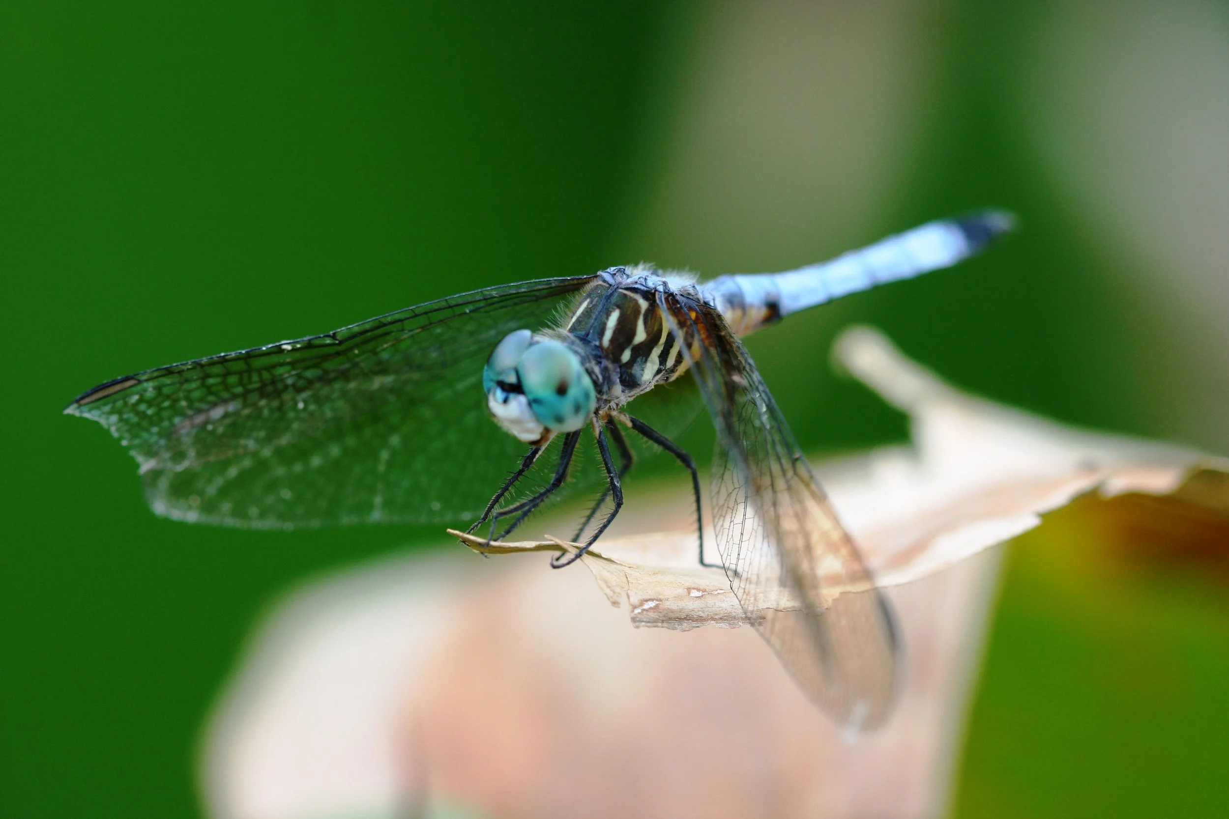 Blue Dasher Dragonfly
