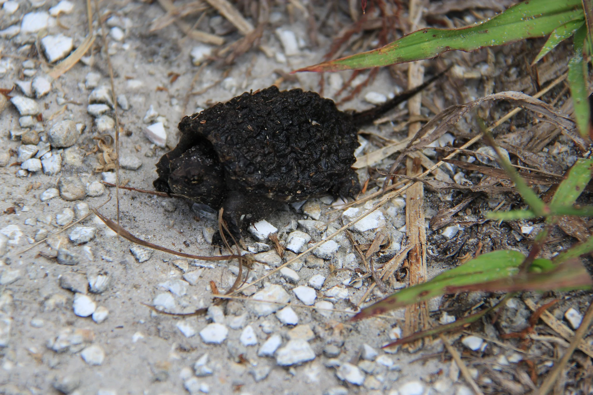 Common Snapping Turtle 