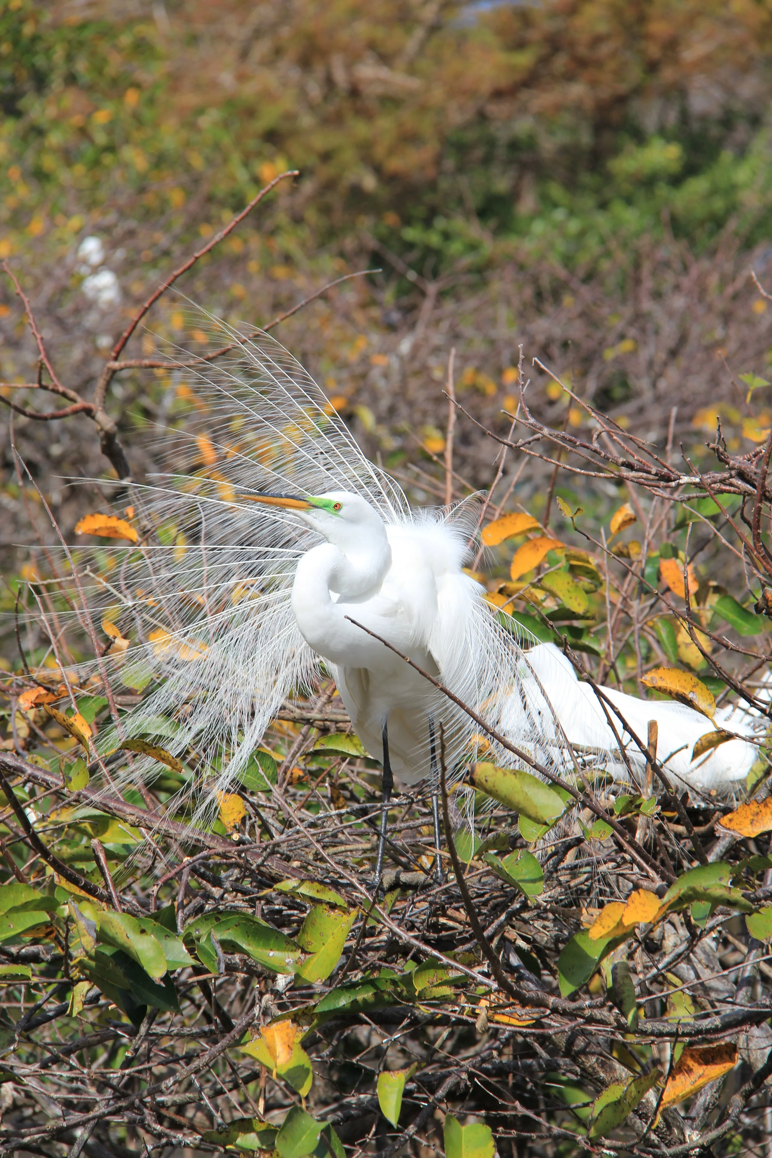 Great Egret
