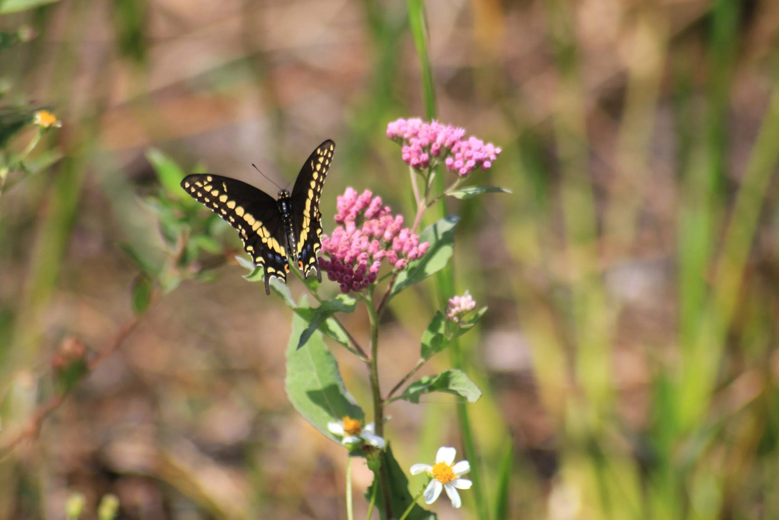 Black Swallowtail Butterfly