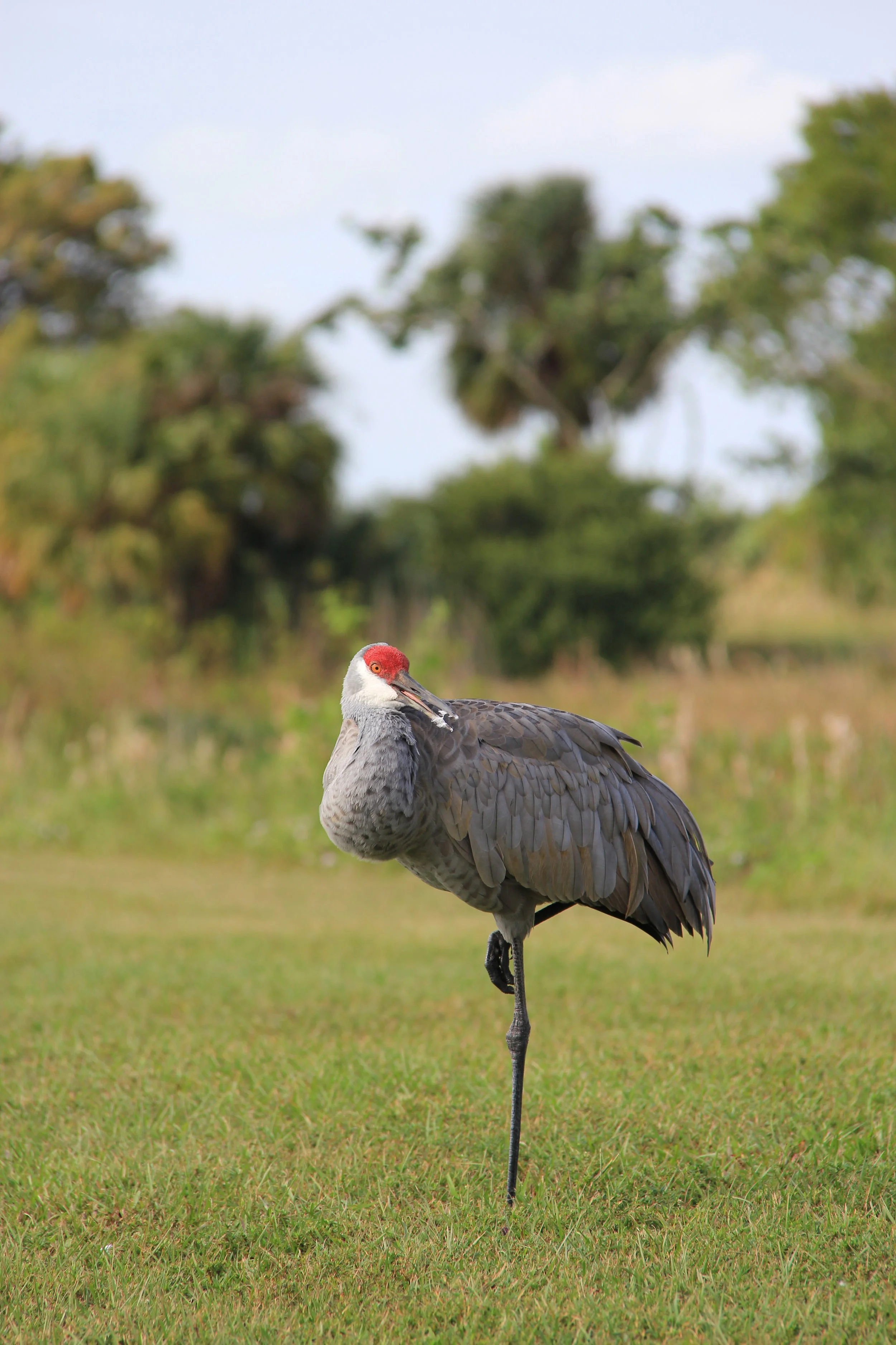 Sandhill Crane