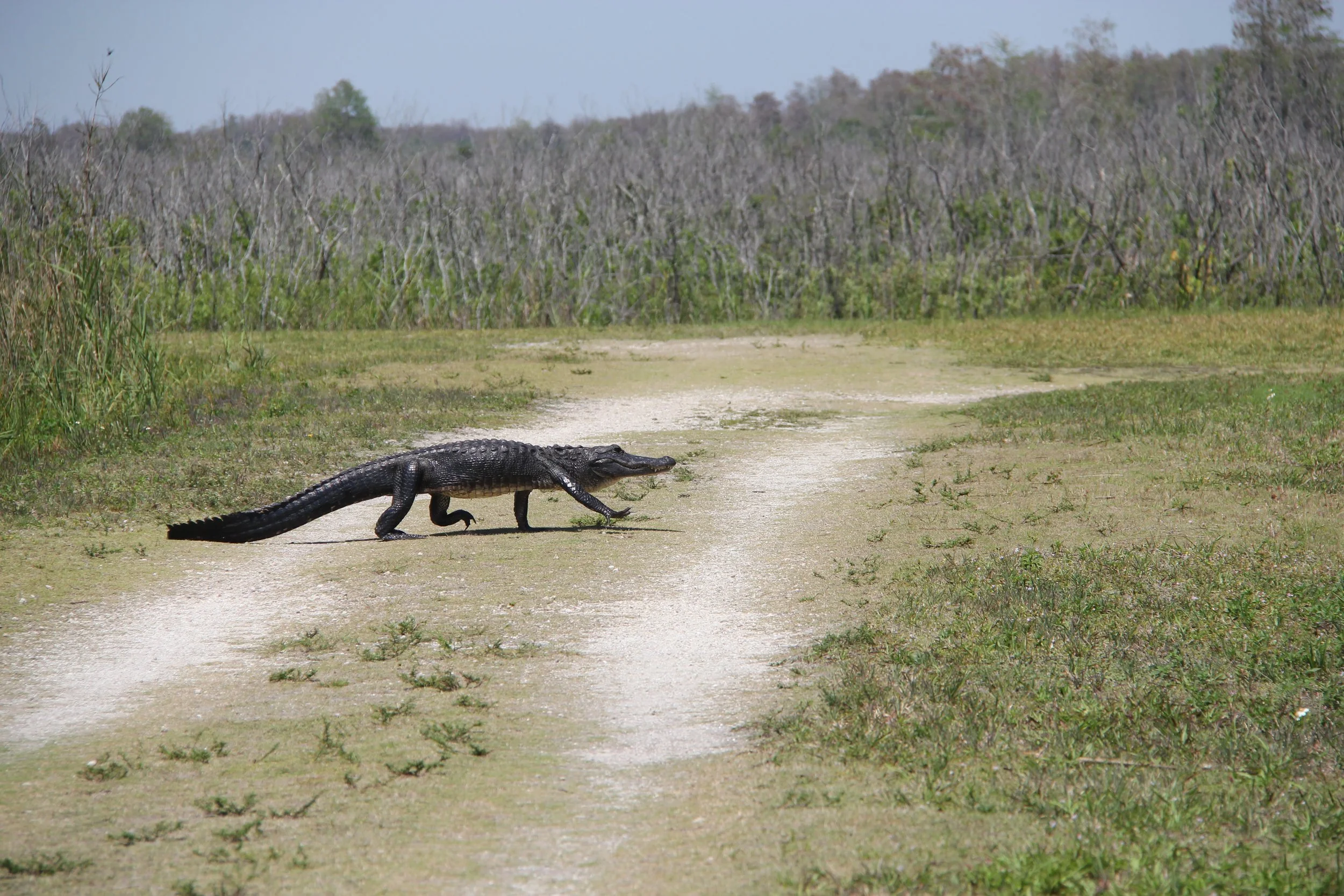 Alligator