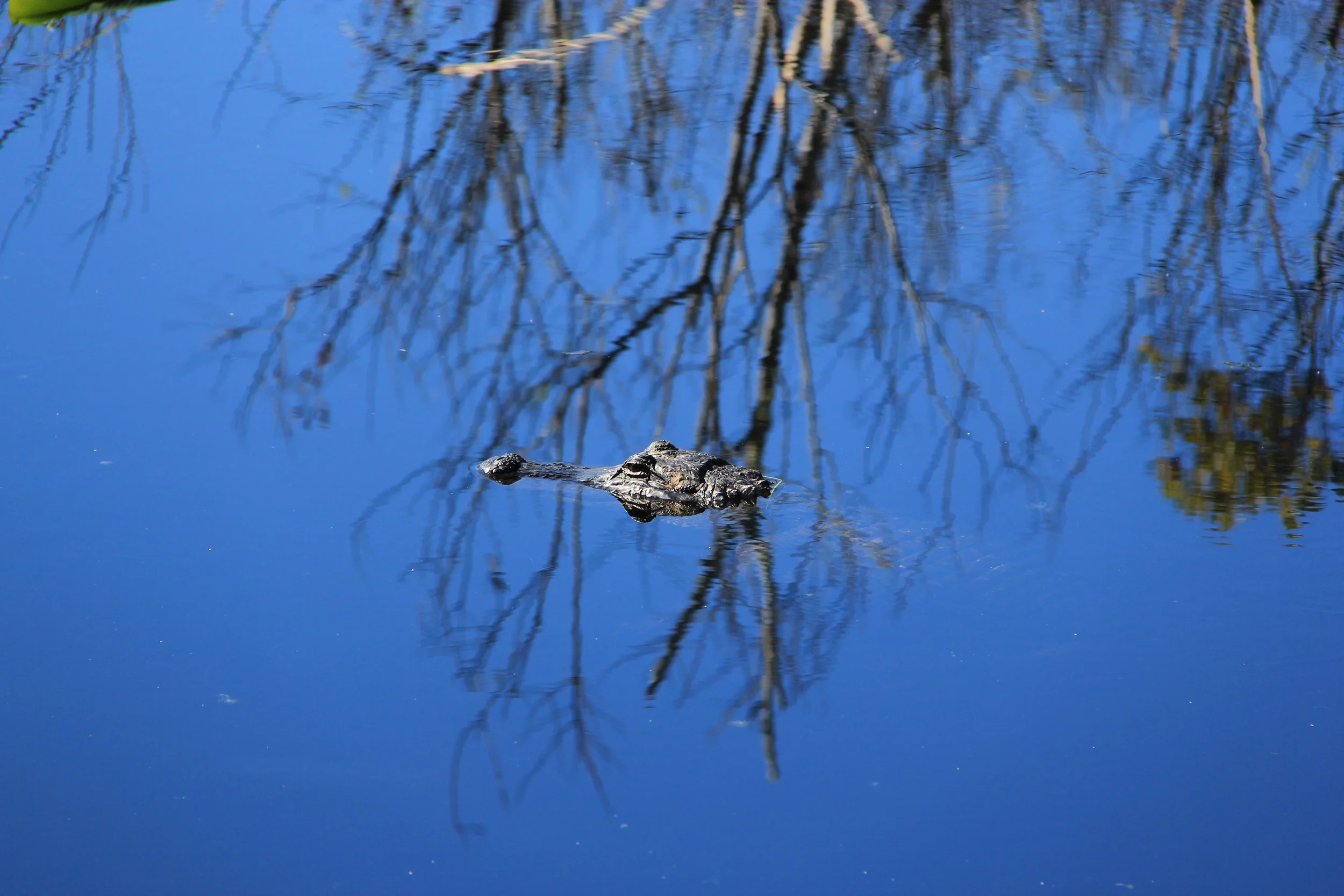 Alligator