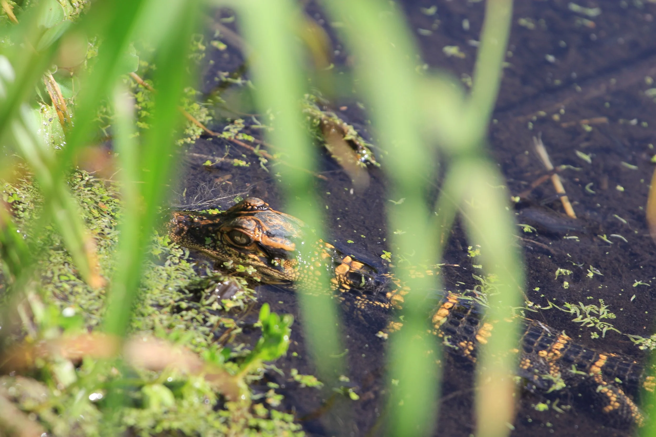Baby Alligator
