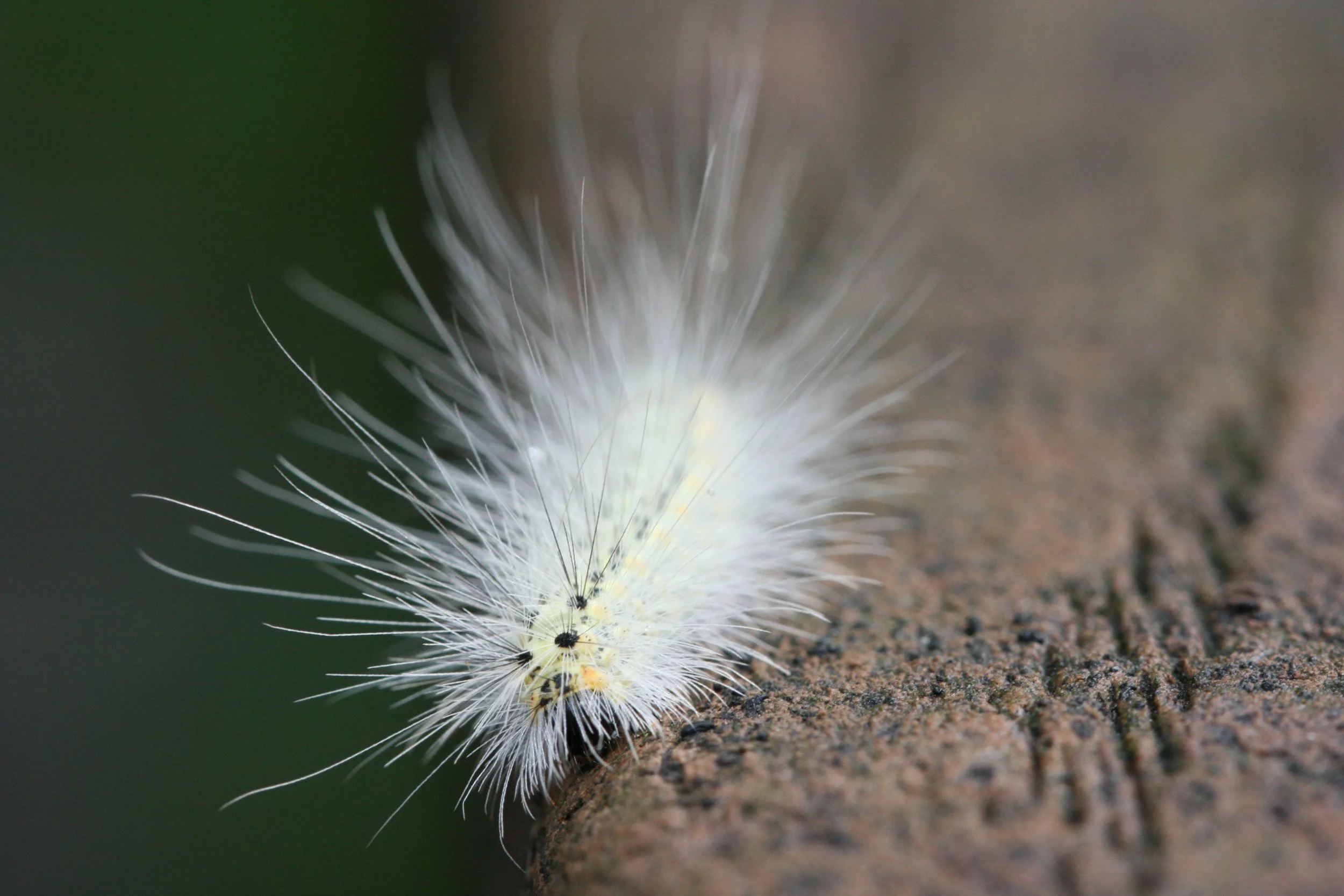 Hickory Tussock Moth Caterpillar