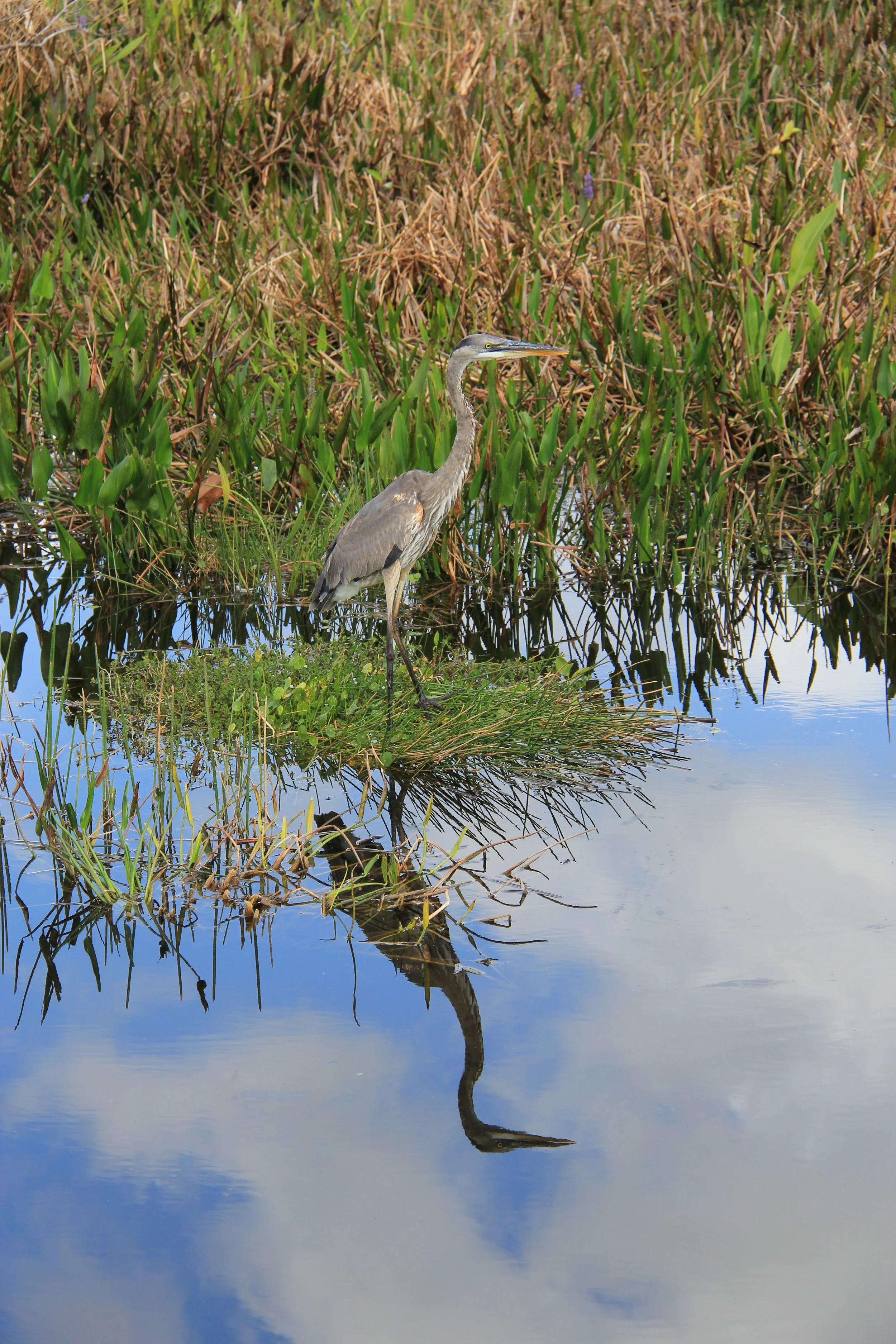 Great Blue Heron