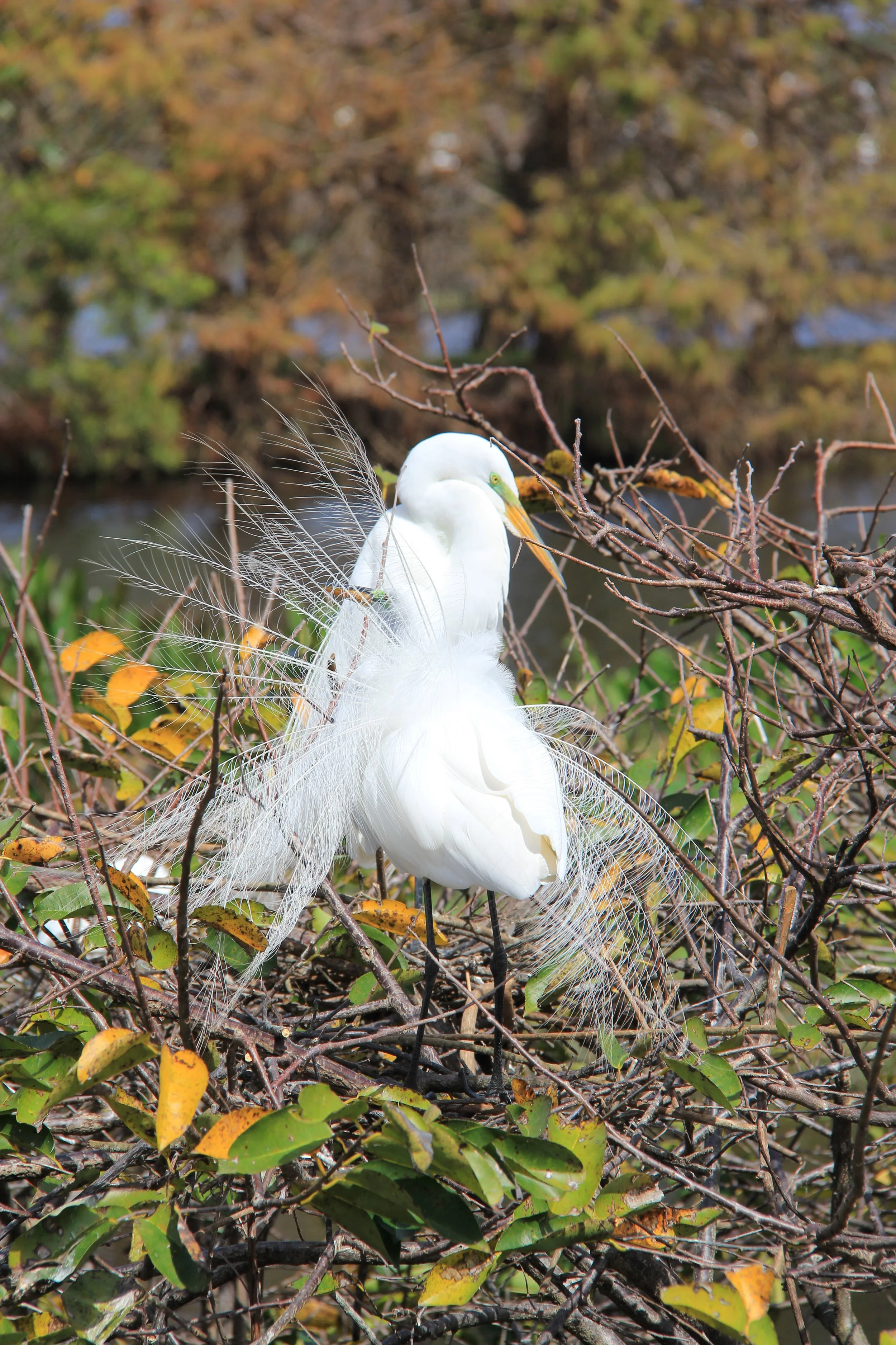 Great Egret