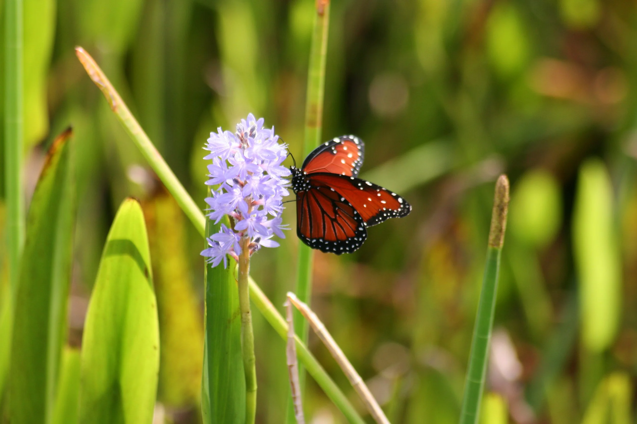 Queen Butterfly