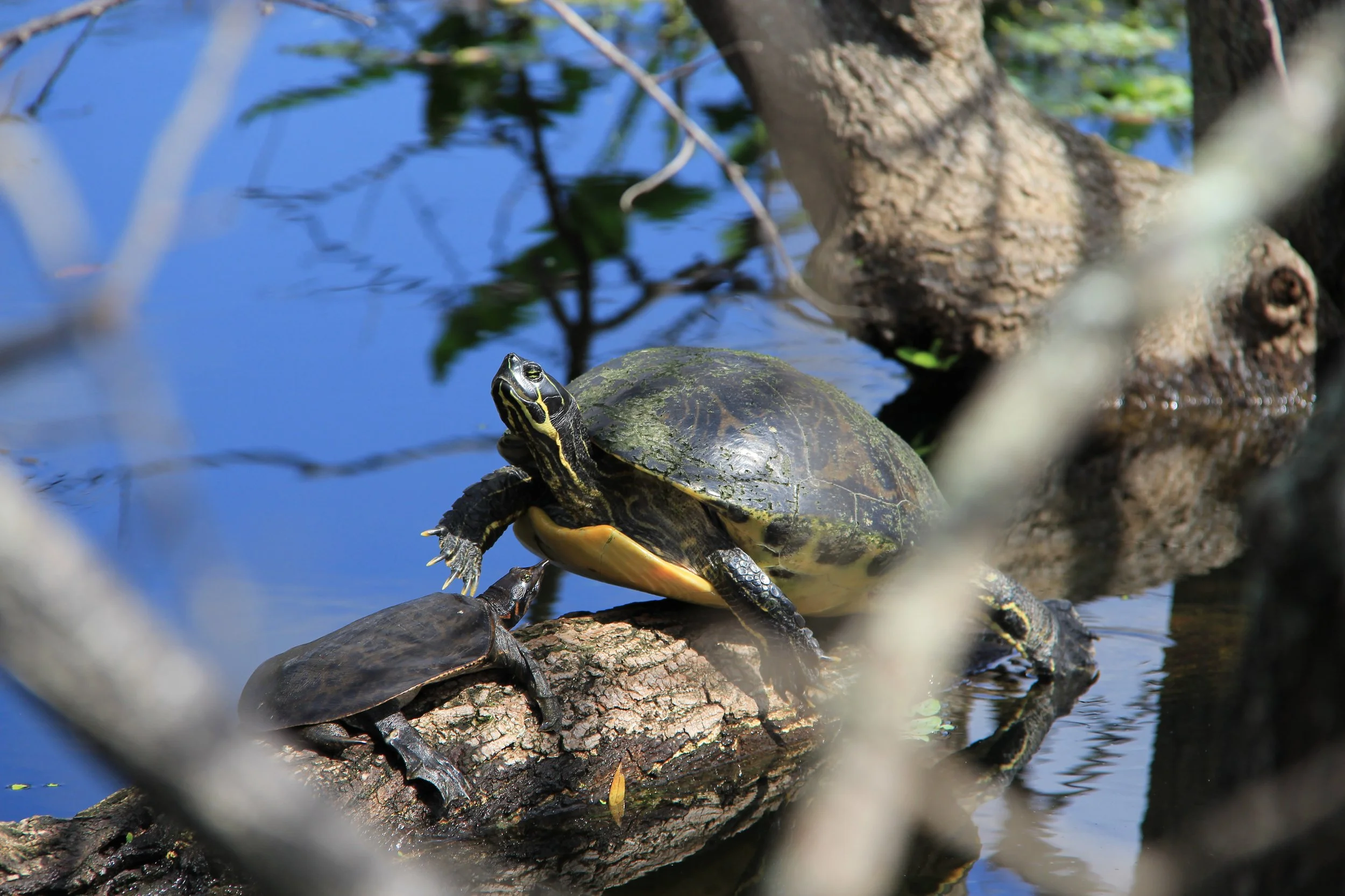 Yellow Bellied Slider Turtle