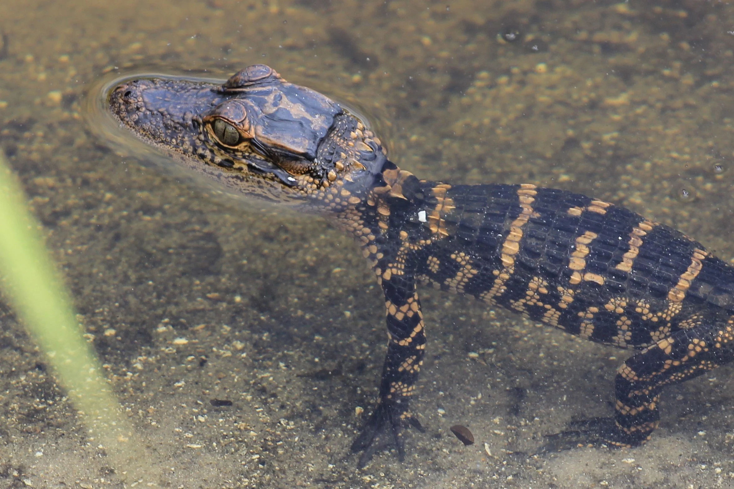 Wildlife