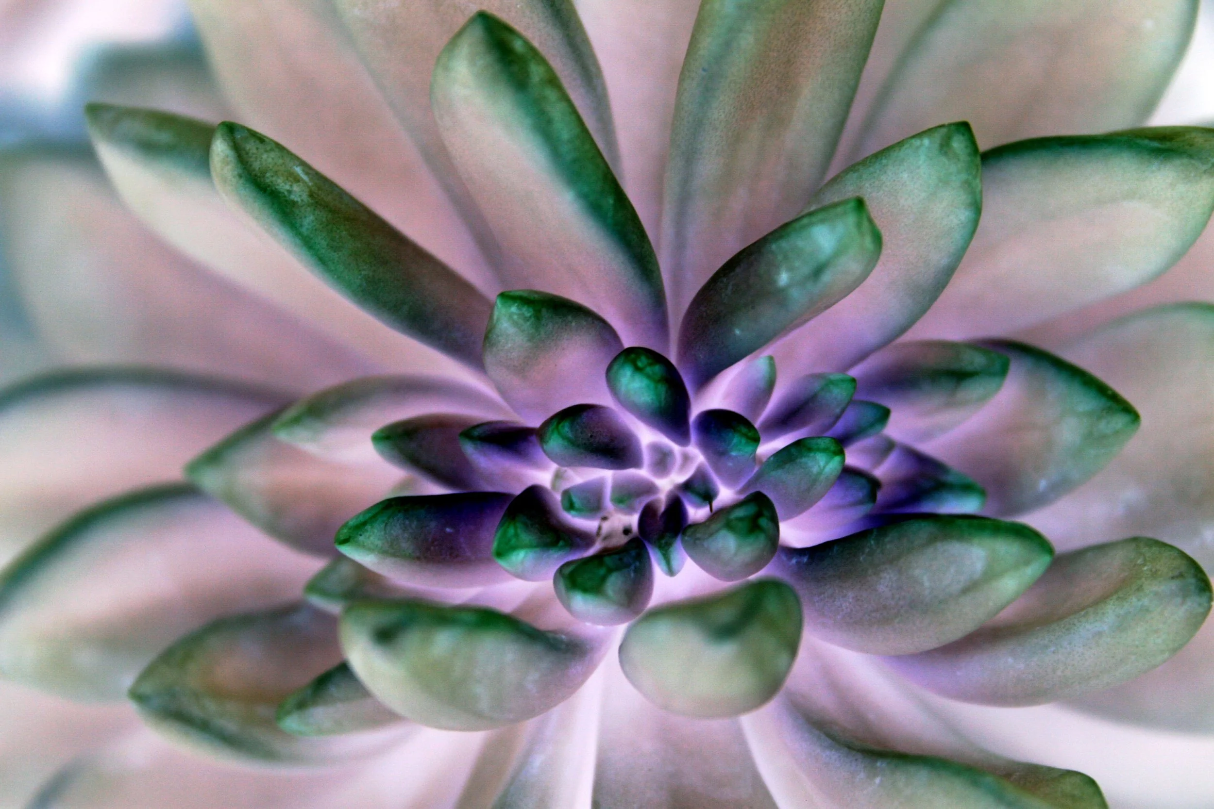 Stone Flower Blooming.jpg