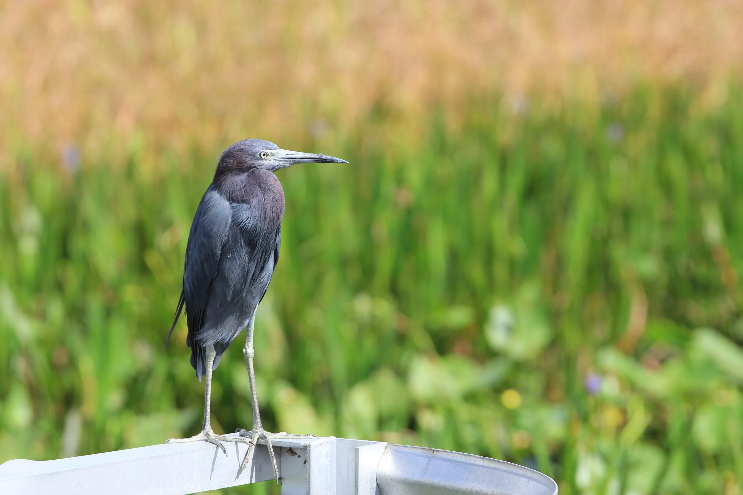 Little Blue Heron