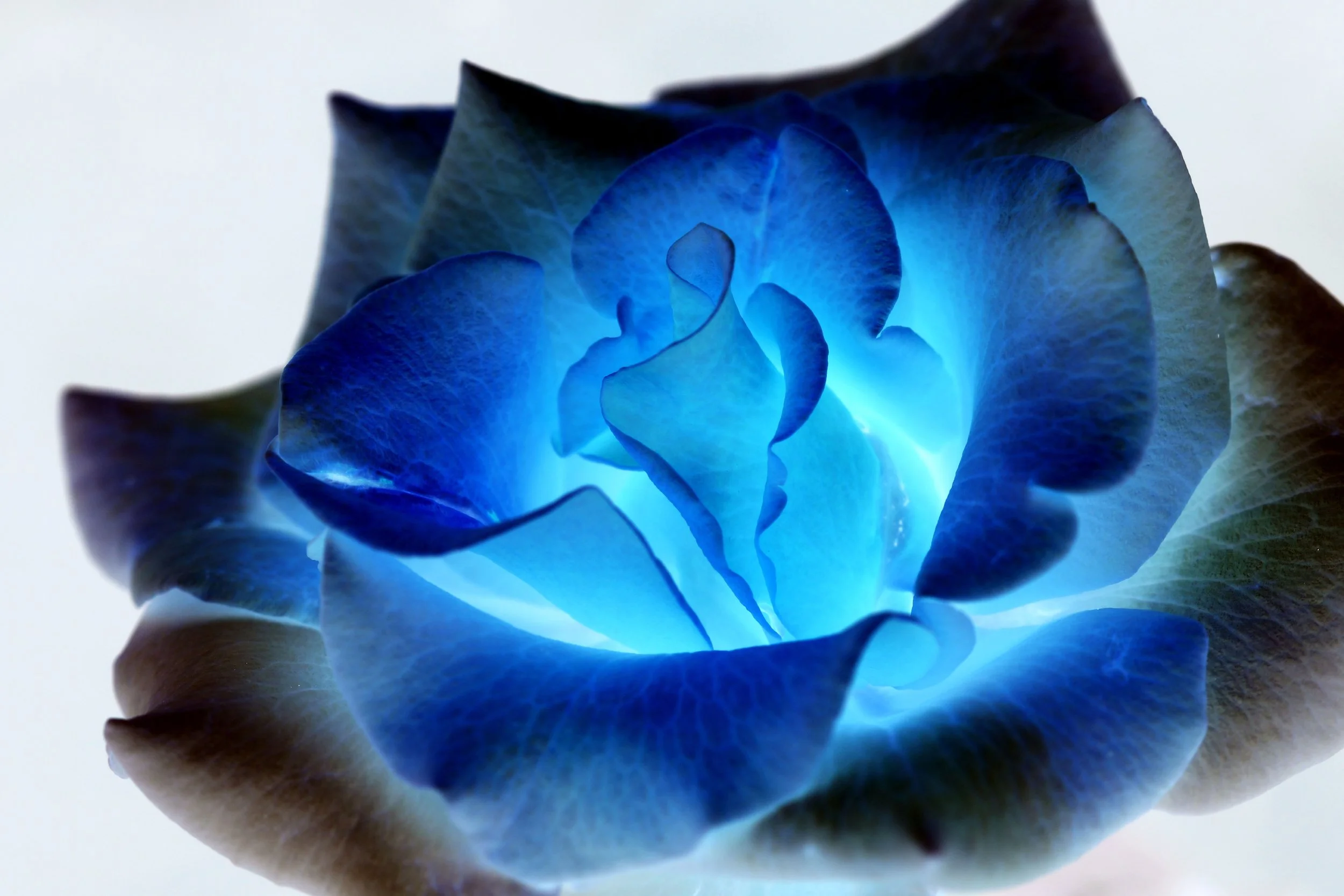 IMG_0494-inverted.jpg