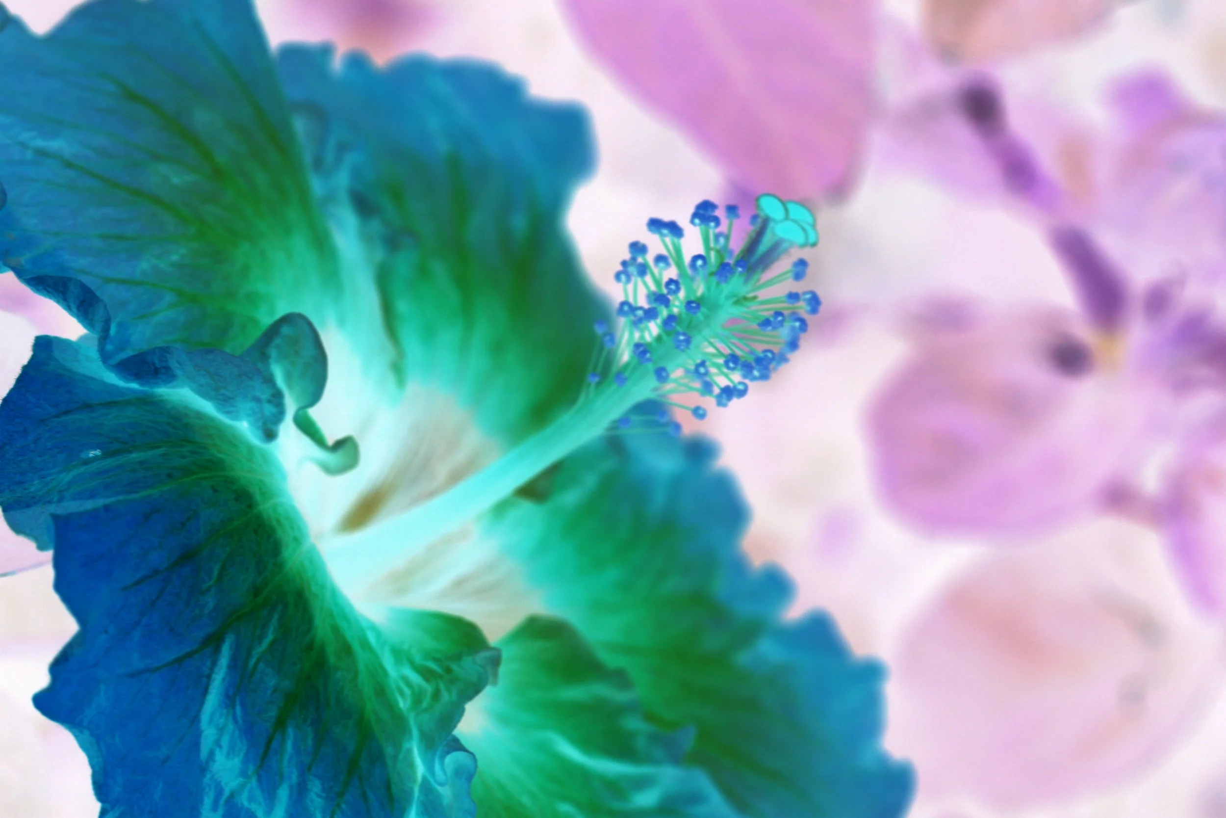 Glowing hibiscus.jpg