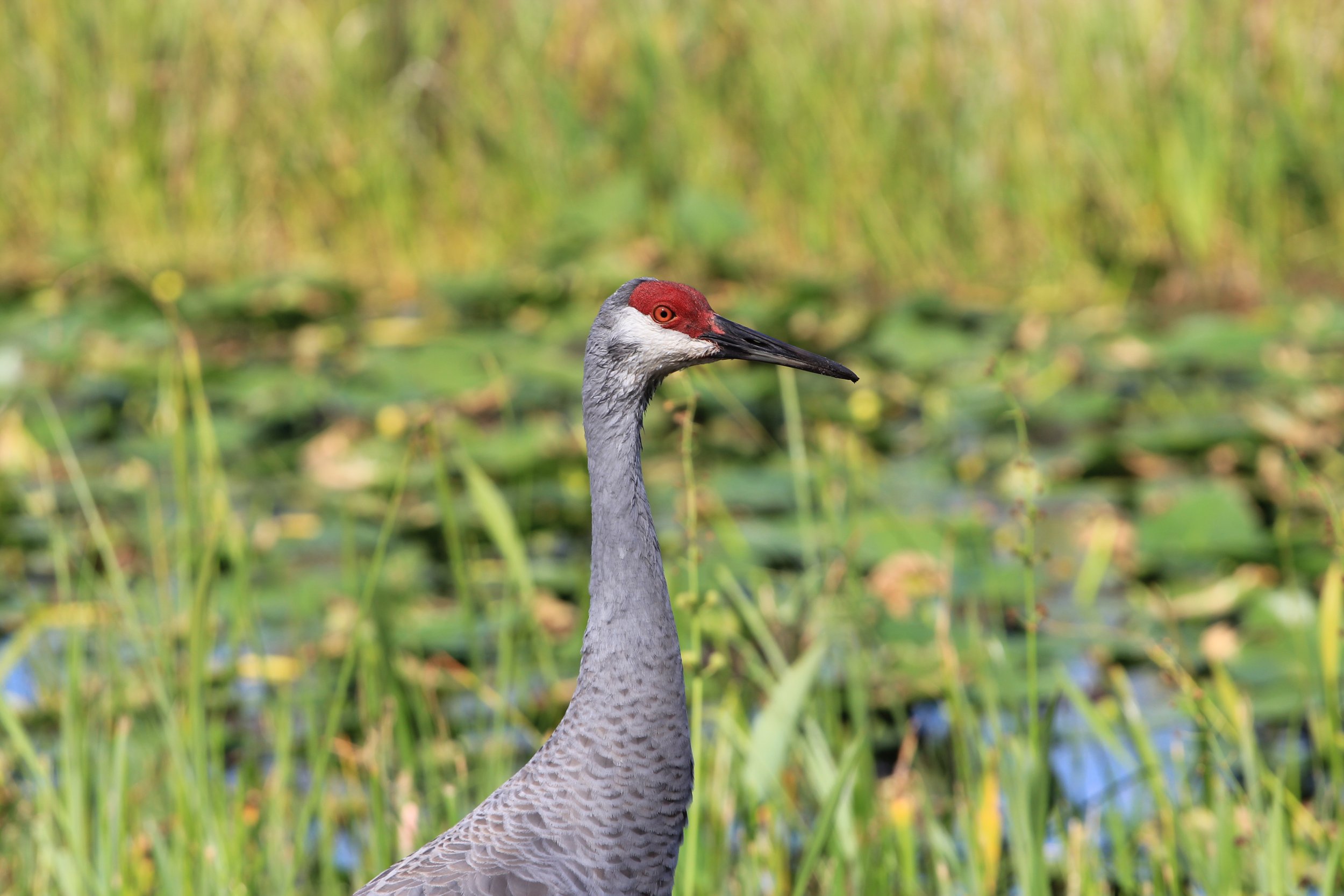 Sandhill Crane