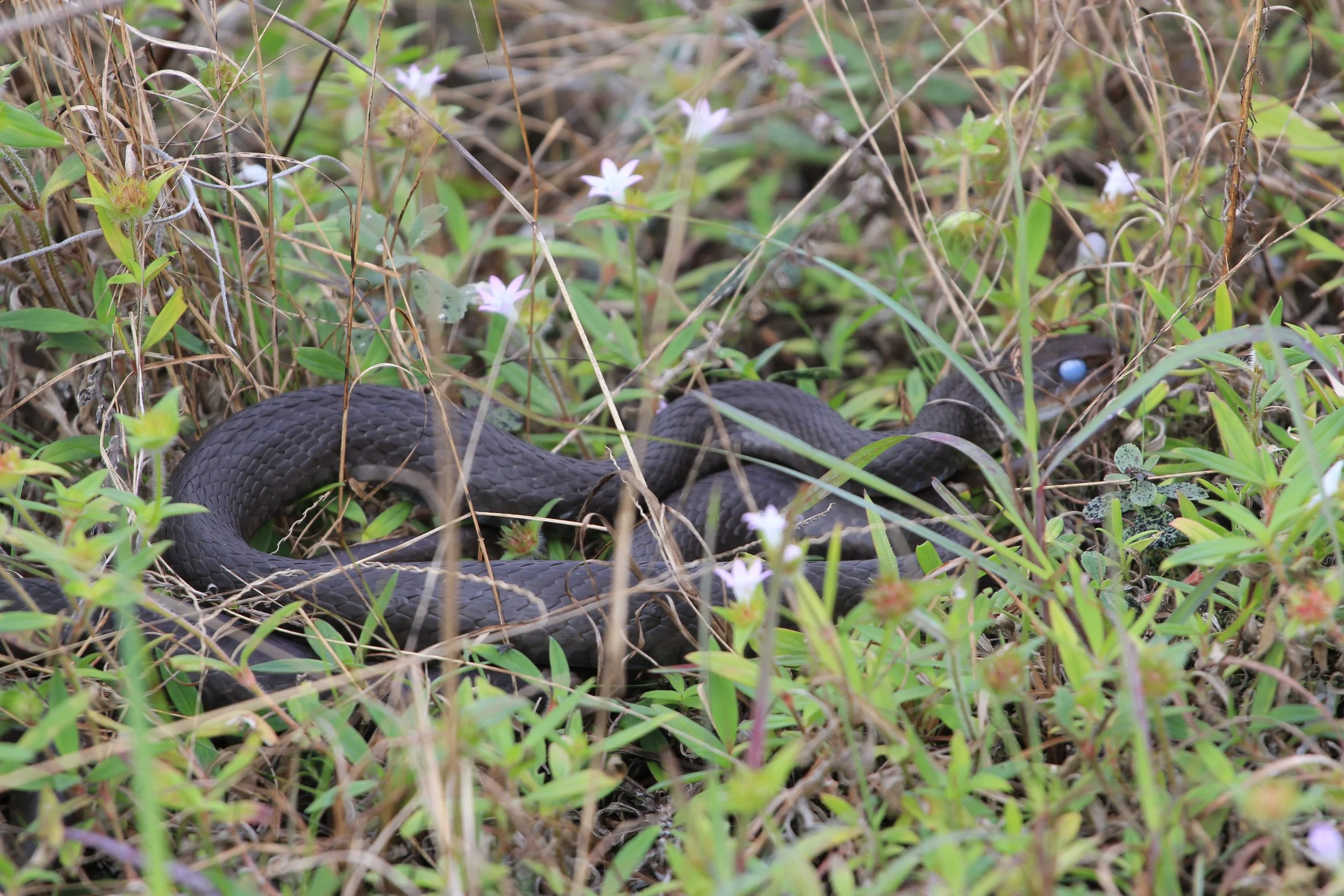 Black Racer Snake
