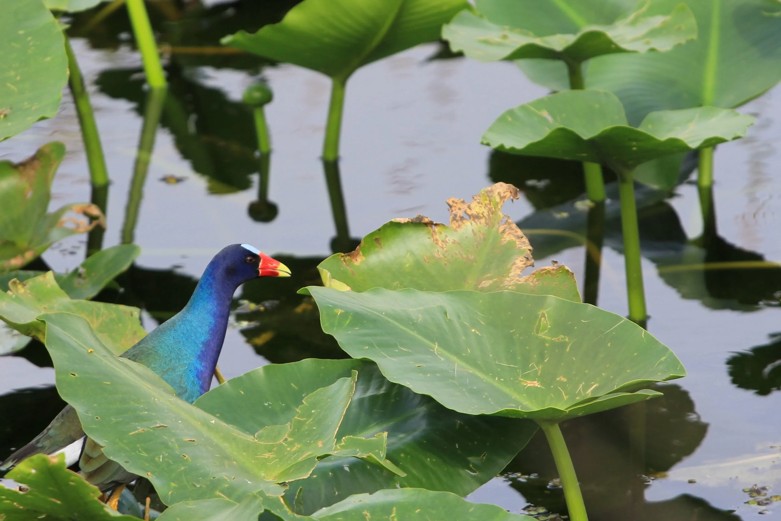 Purple Gallinule