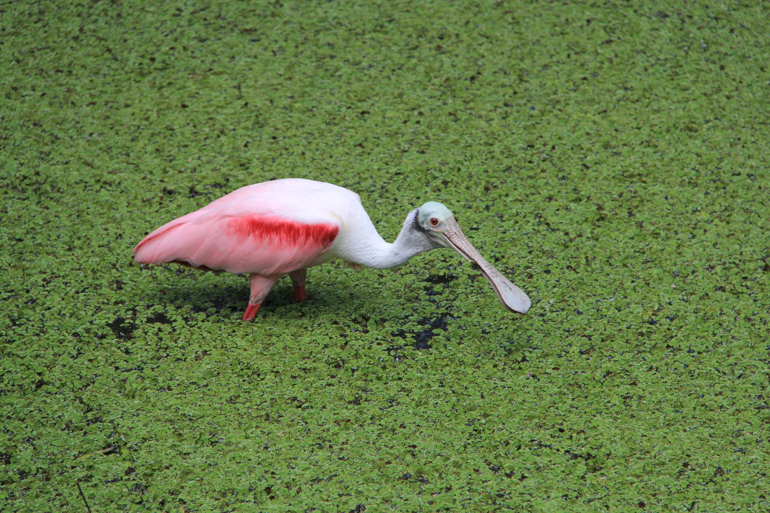 Spoonbill