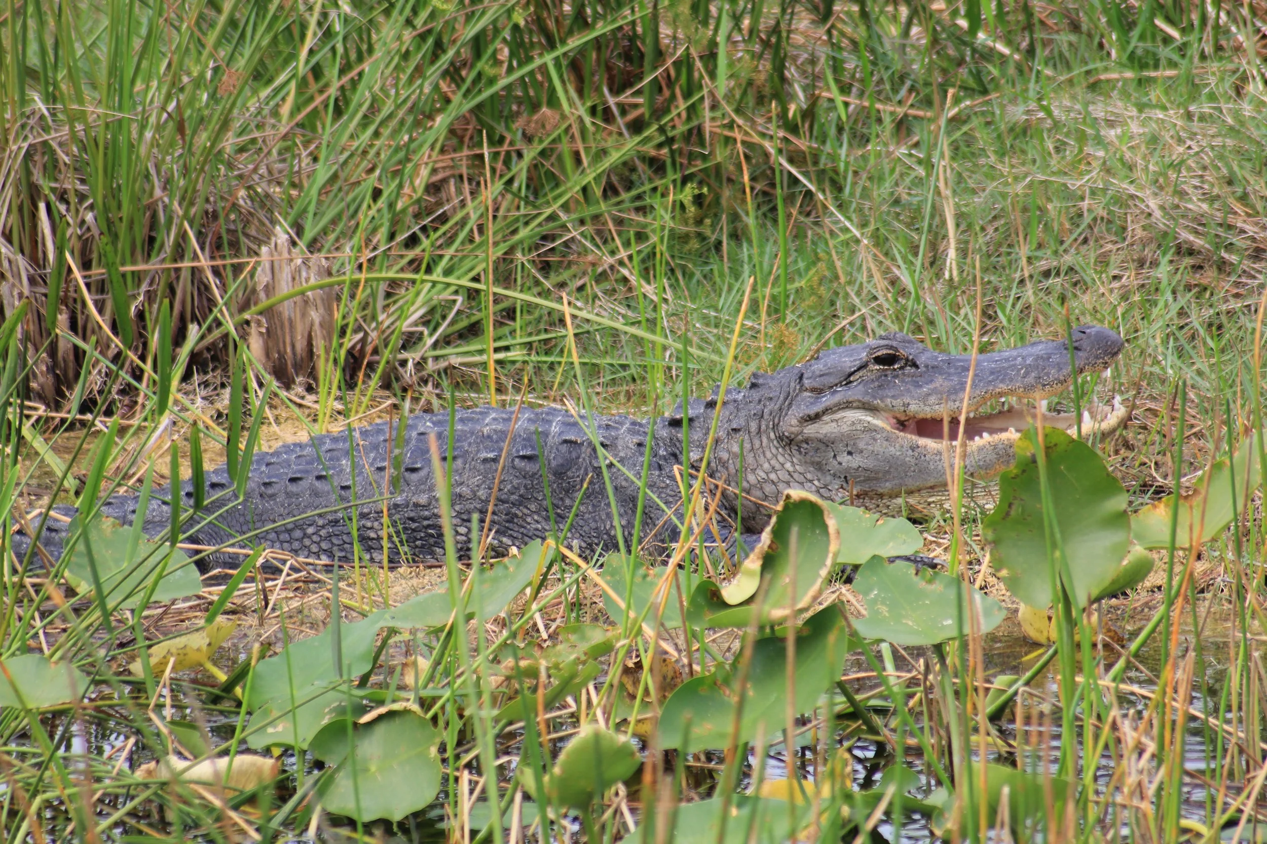 Adult Alligator