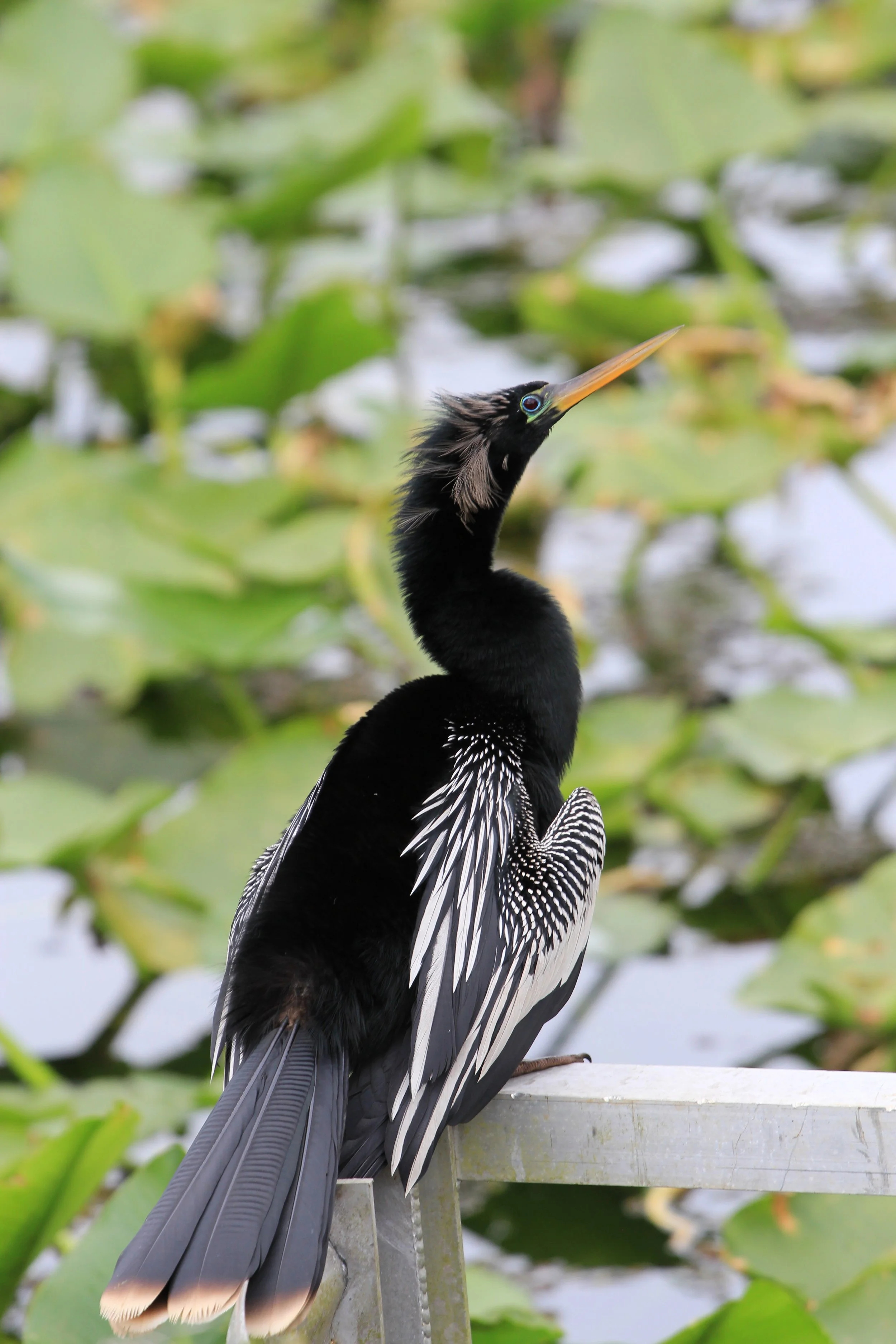 Anhinga