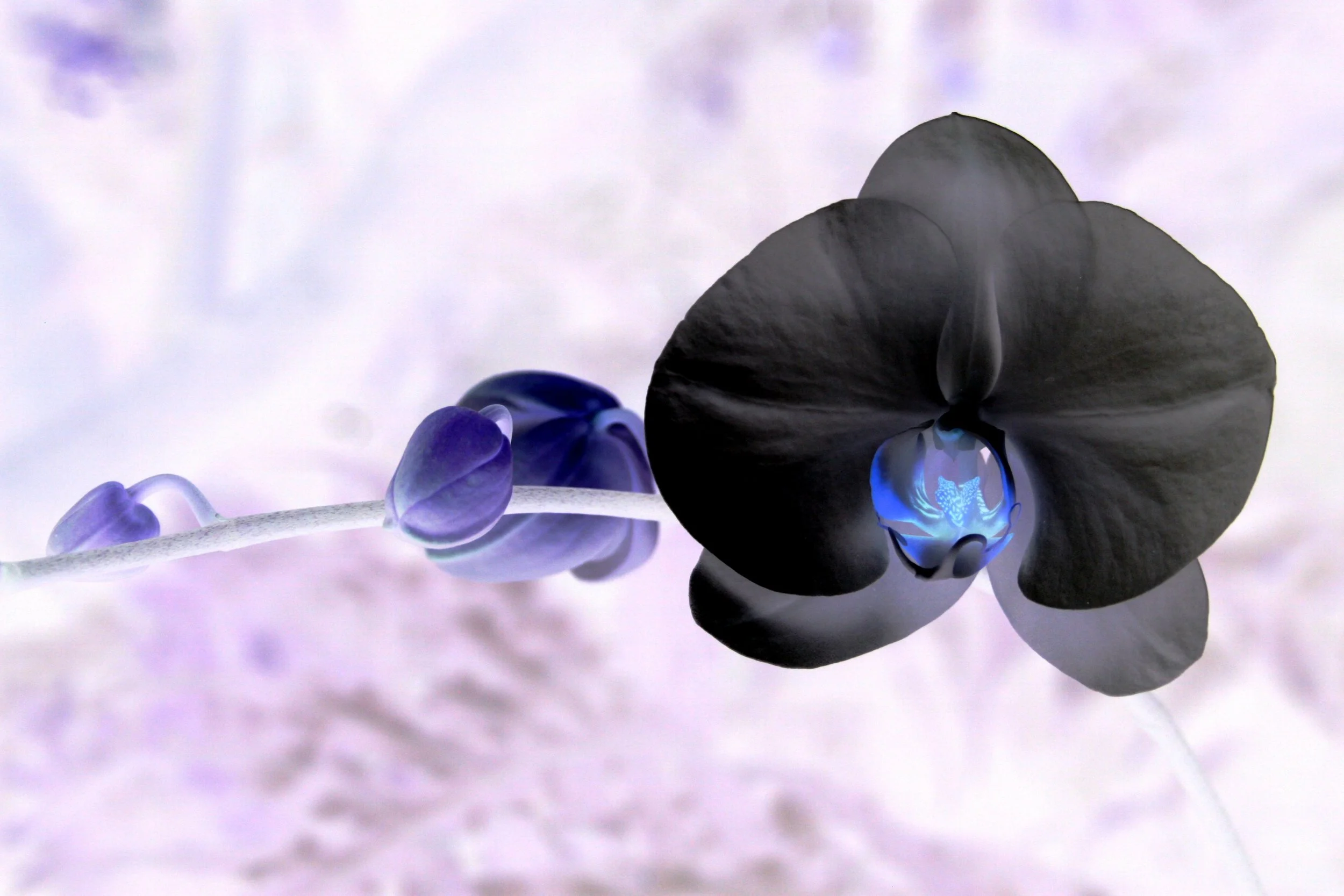 white orchid.jpg