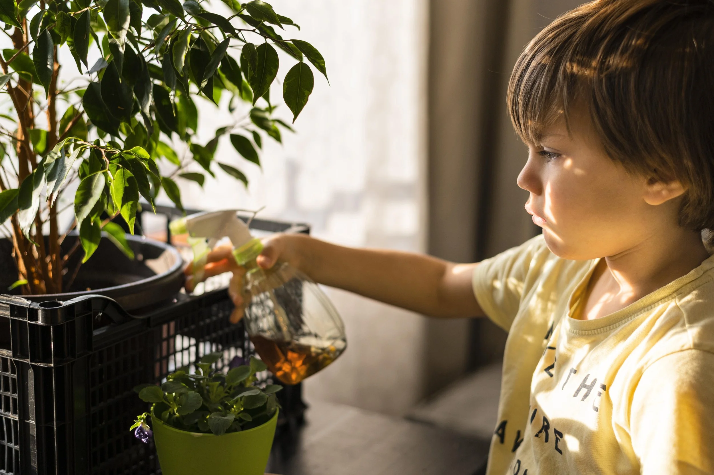 A young boy watering plants in indoor pots with sunlight coming through the window.