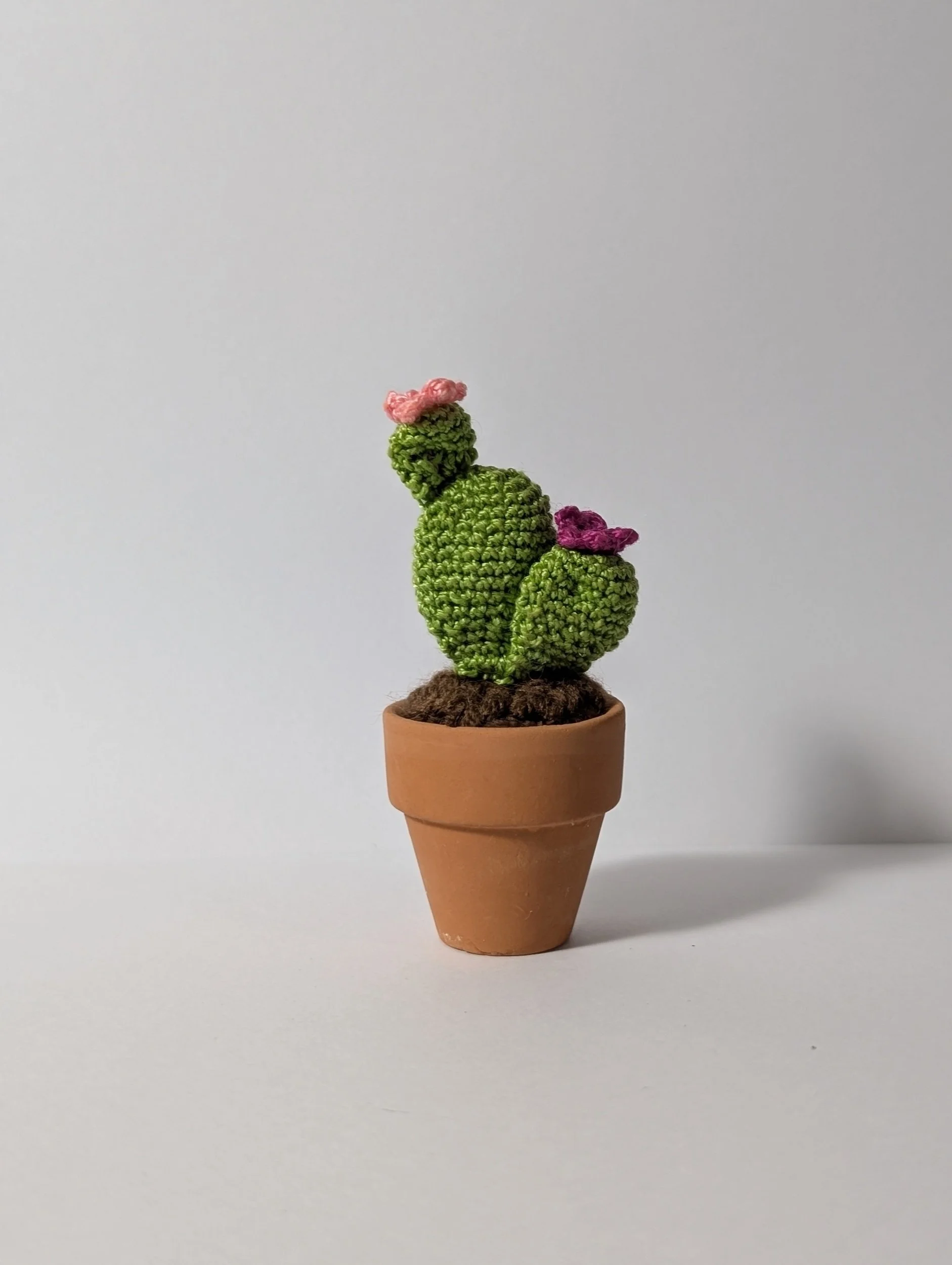 Tiny Cactus - $15