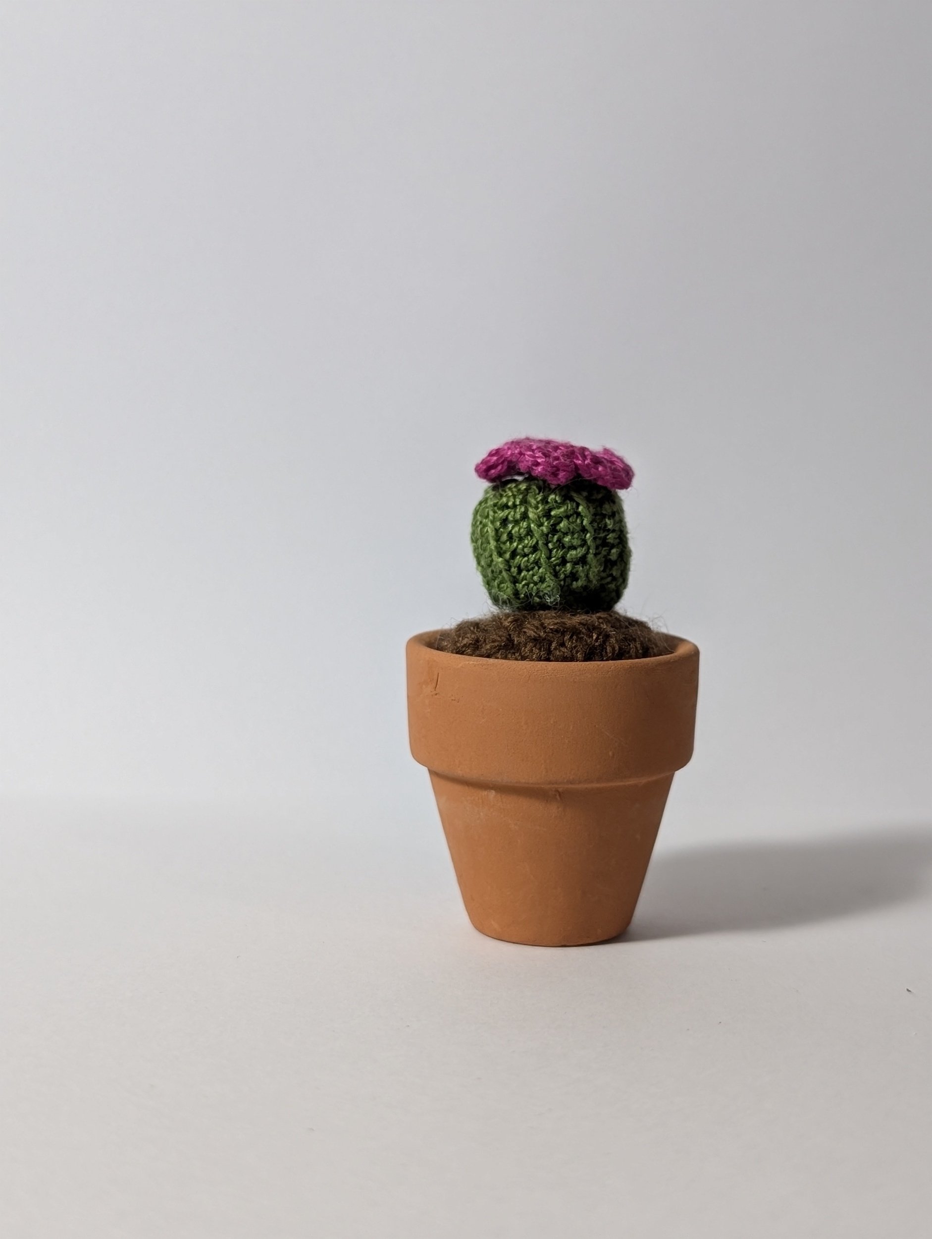 Tiny Cactus - $15