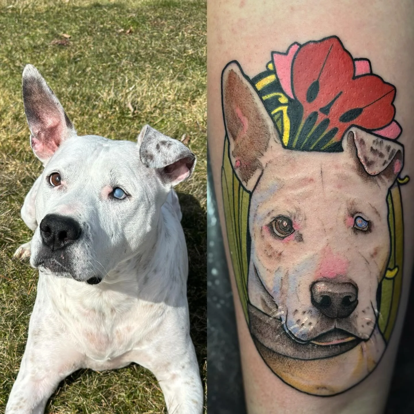 Neo-trad memorial portrait by @liu.artcollective 🐾

Pet tattoos carry some of the most meaningful stories and it&rsquo;s always an honor to help preserve those memories 🖤

#neotraditionaltattoo #petportrait #pettattoos #colortattoo #memorialtattoos