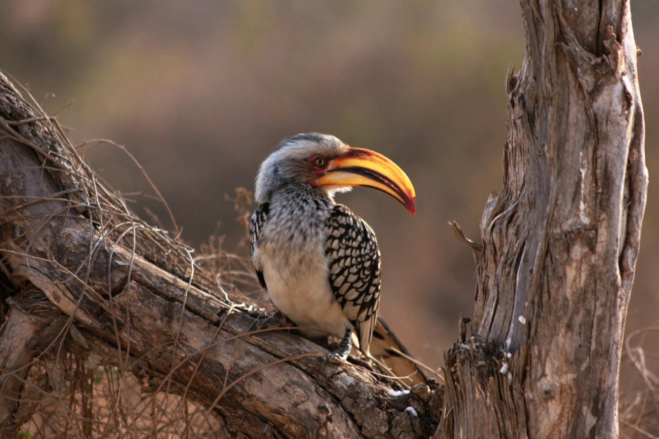 Yellow-billed Hornbill - Kruger Park, South Africa