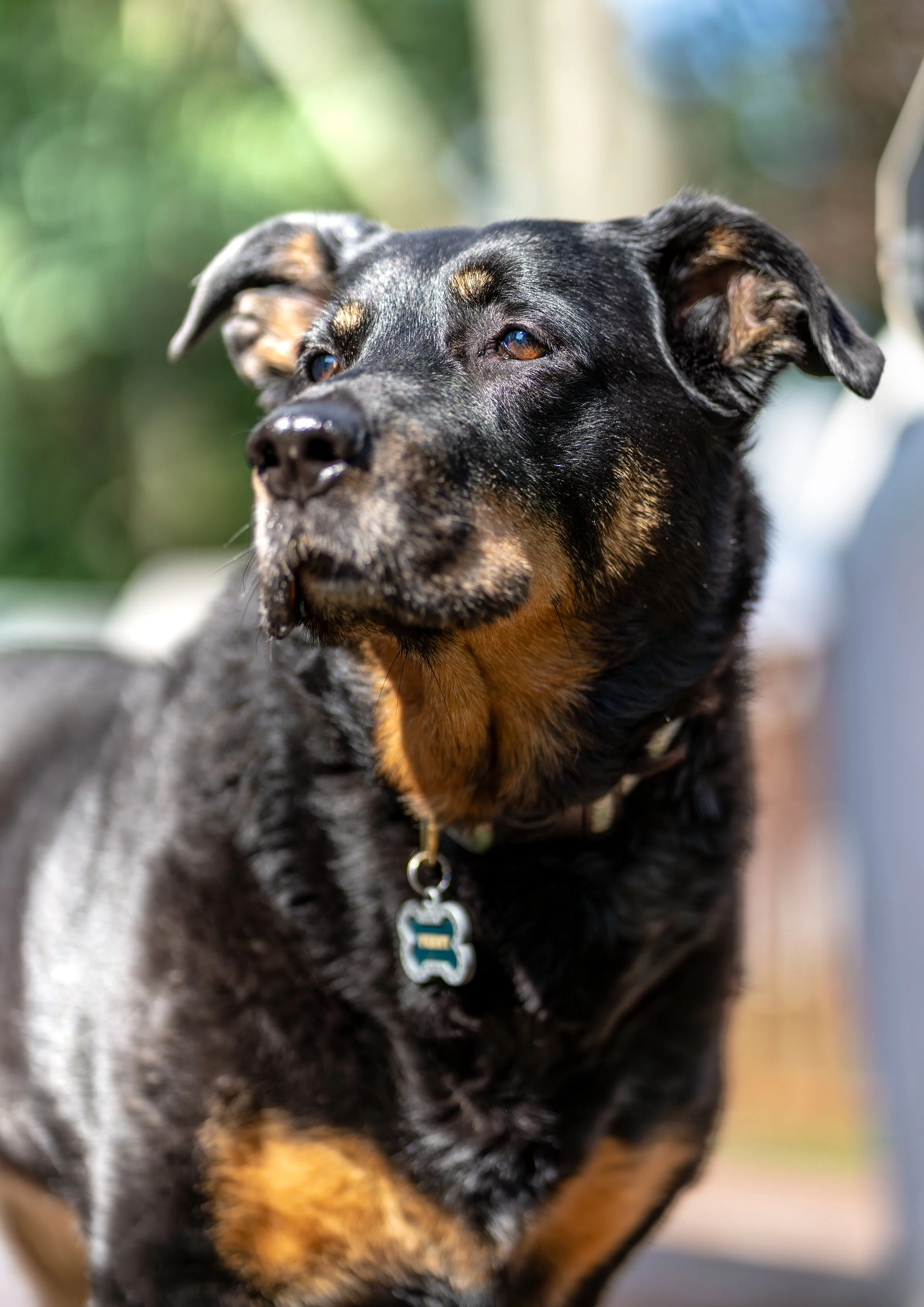 Close-up of a black and tan dog with a collar, outdoors with blurred greenery in the background.
