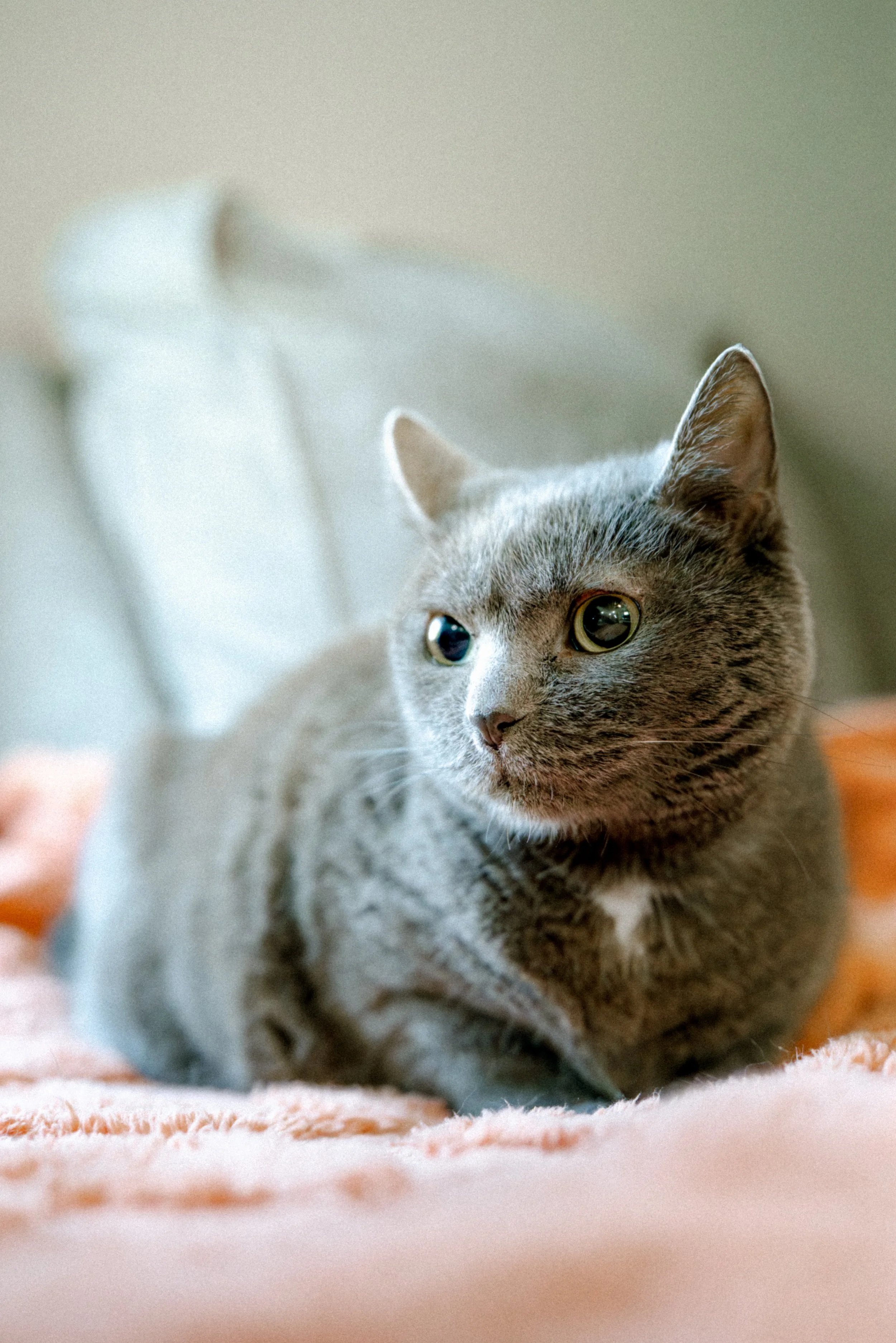 A gray cat lying on a light pink blanket with a blurred background.