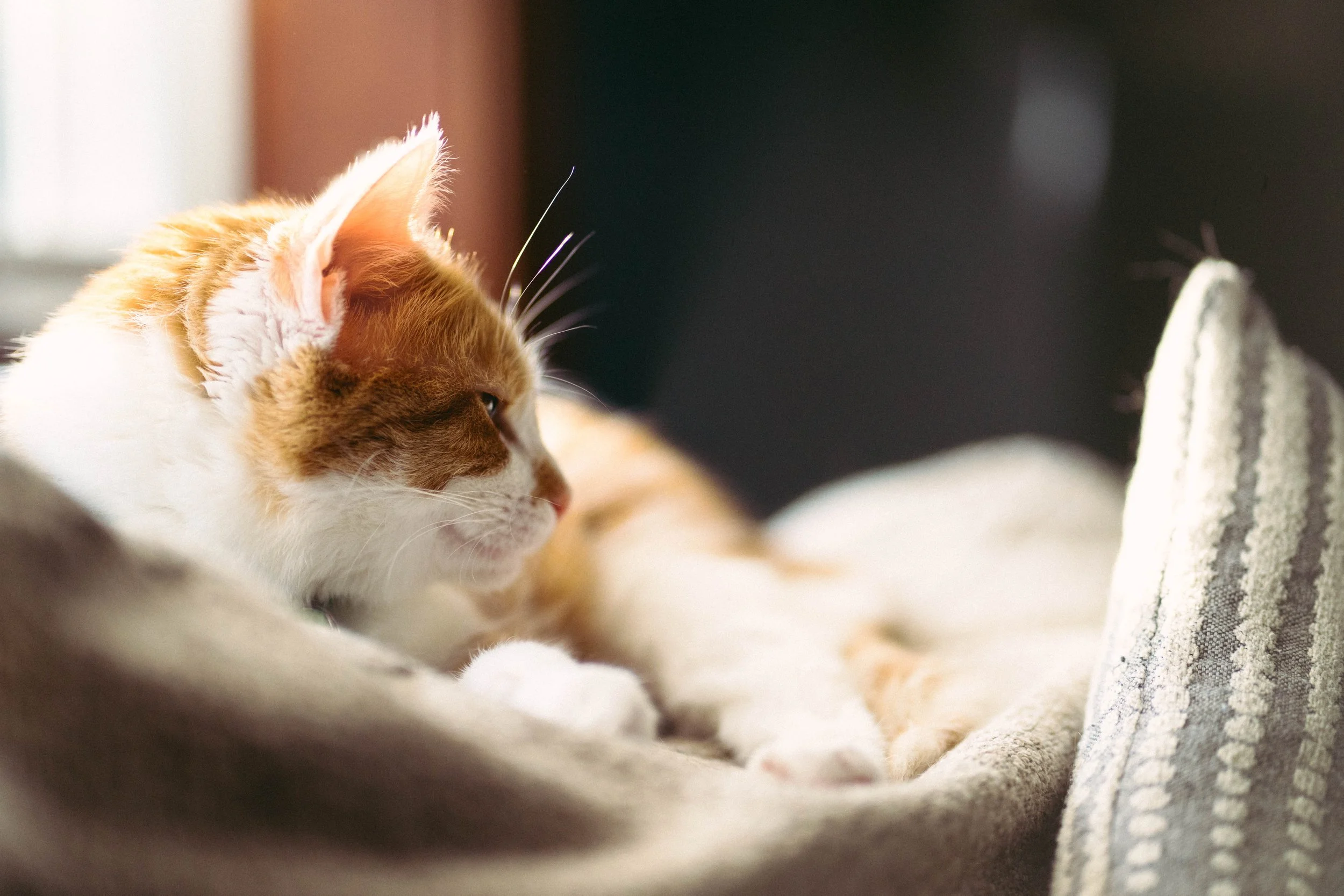 A close-up side view of an orange and white cat resting on a soft surface, with sunlight illuminating its face.