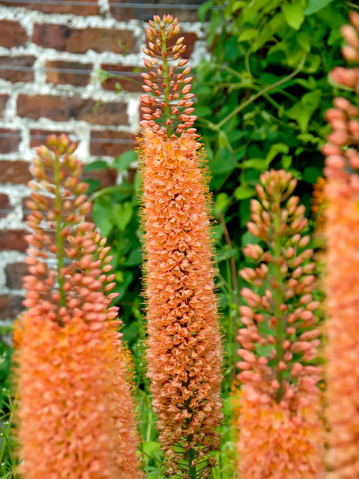 Foxtail Lily in Copper